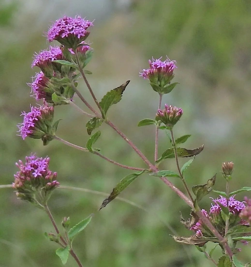Sweet Leaf (Stevia Rebaudiana) — is a perennial herb prized for its intensely sweet leaves