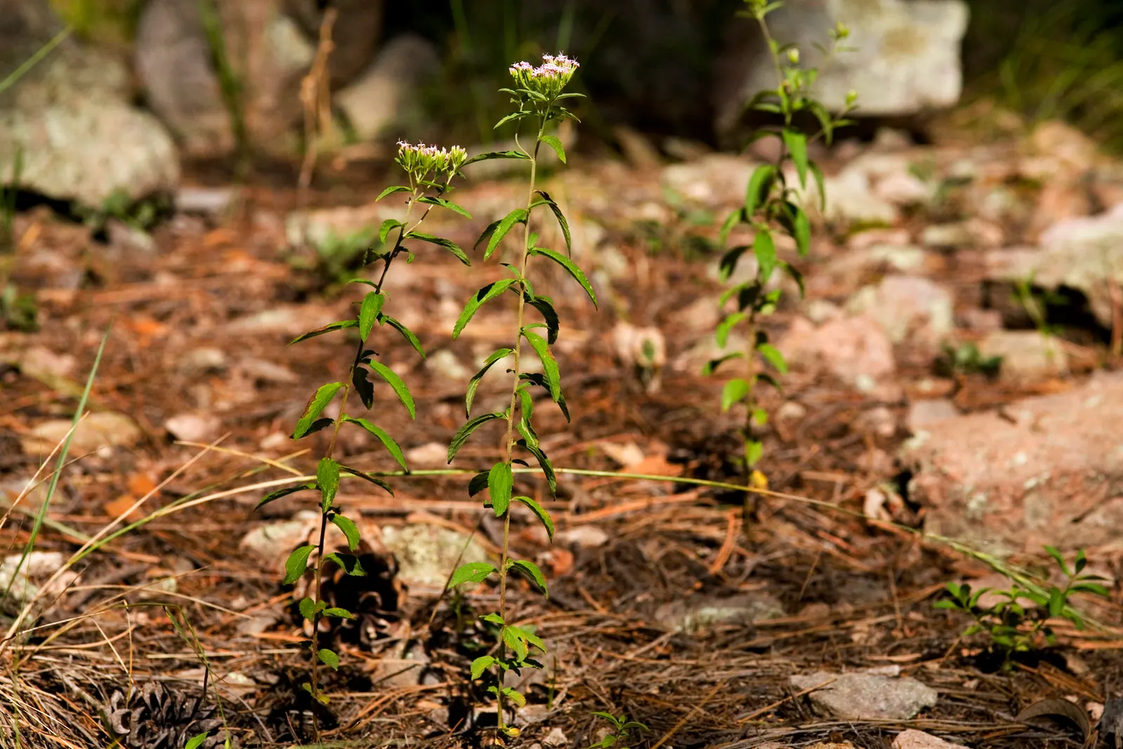 Sweet Leaf (Stevia Rebaudiana) — consider potting the Stevia or protecting it with mulch to overwinter it successfully; this low-maintenance plant, image 81