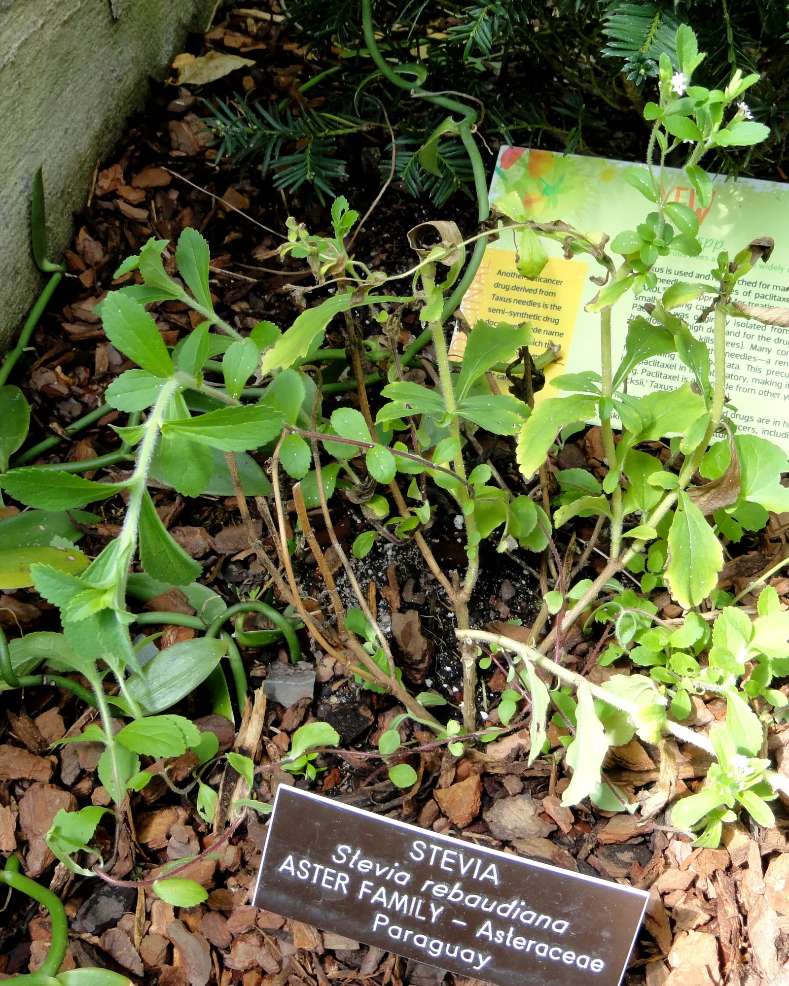 Sweet Leaf (Stevia Rebaudiana) — adding a subtle ornamental value; this low-maintenance plant thrives in USDA zones 9 to 11, image 73