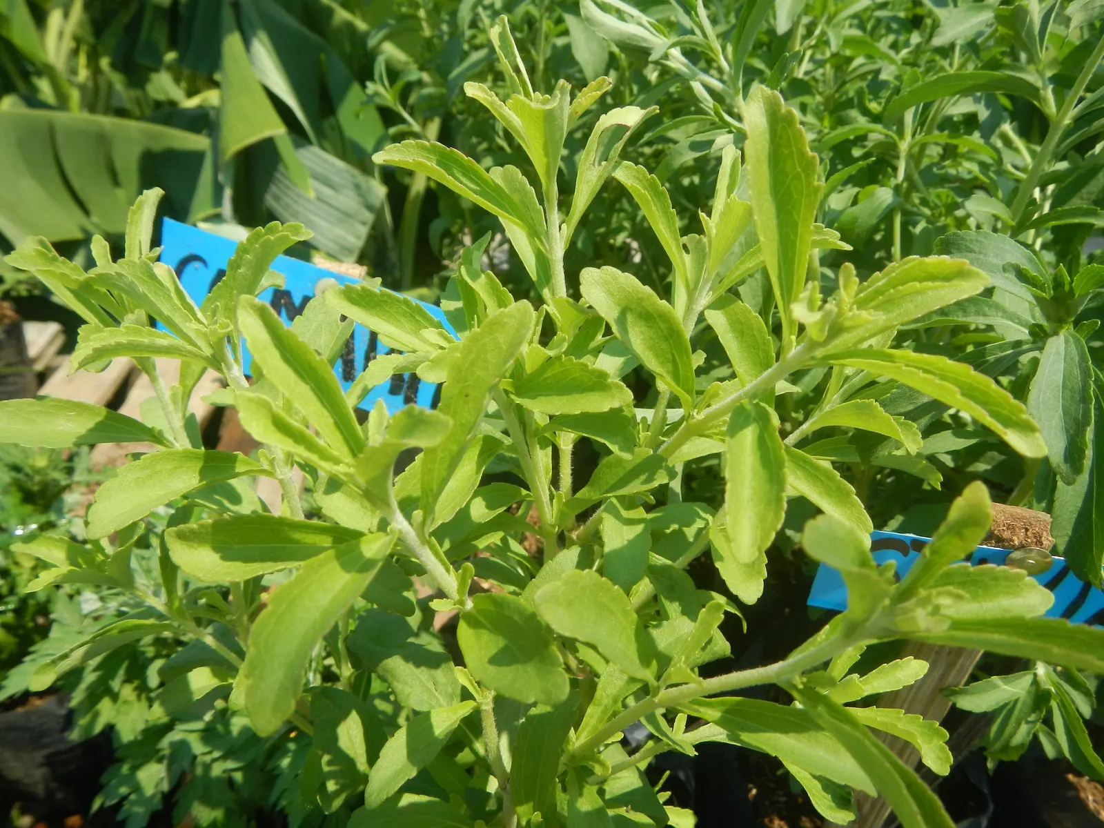 Sweet Leaf (Stevia Rebaudiana) — is a perennial herb prized for its intensely sweet leaves; stevia rebaudiana offers both practical sweetness and visual charm