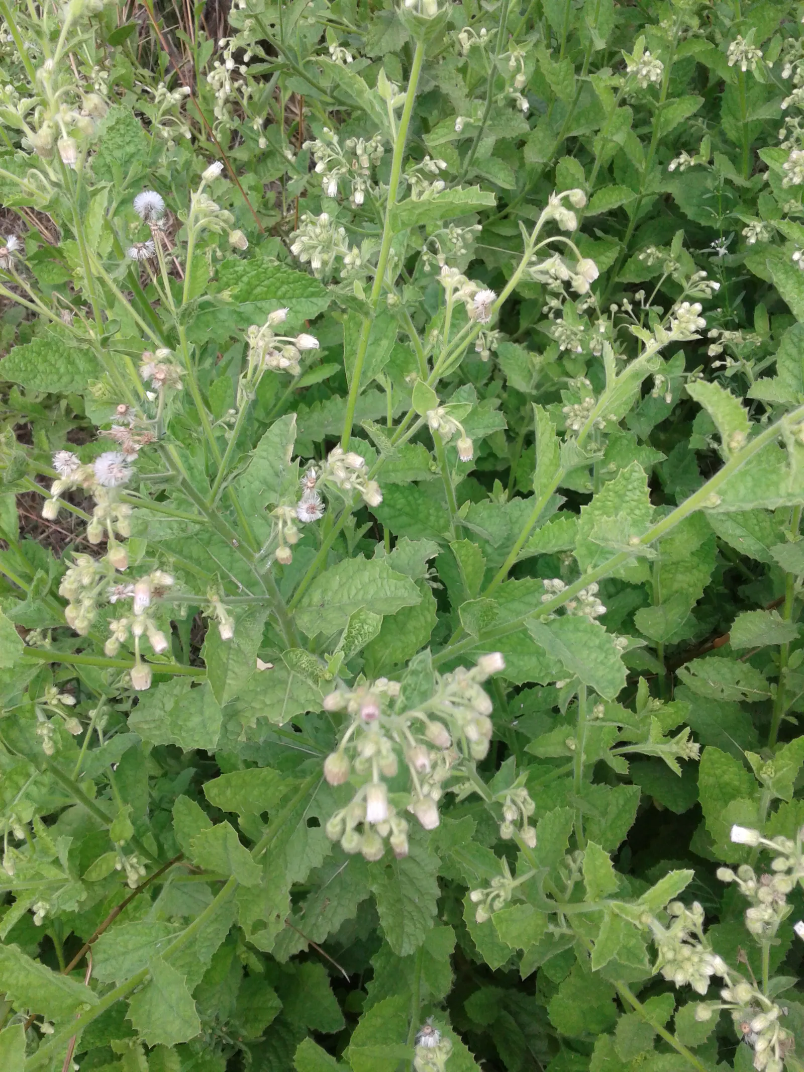 Sweet Leaf (Stevia Rebaudiana) — Stevia rebaudiana offers both practical sweetness and visual charm; though the main attraction remains its, image 95