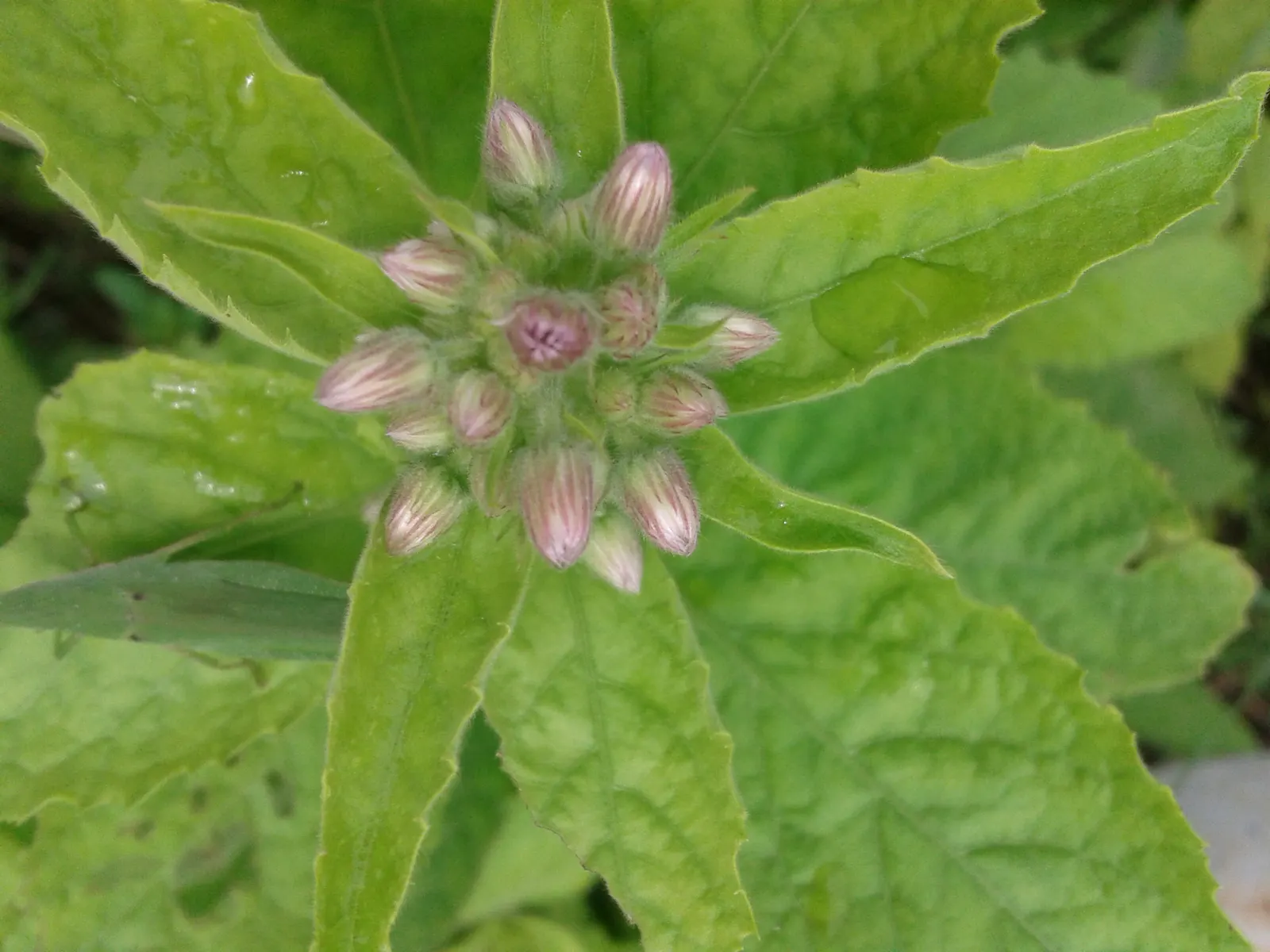 Sweet Leaf (Stevia Rebaudiana) — Stevia benefits from regular watering to maintain consistently moist soil; though the main attraction remains its