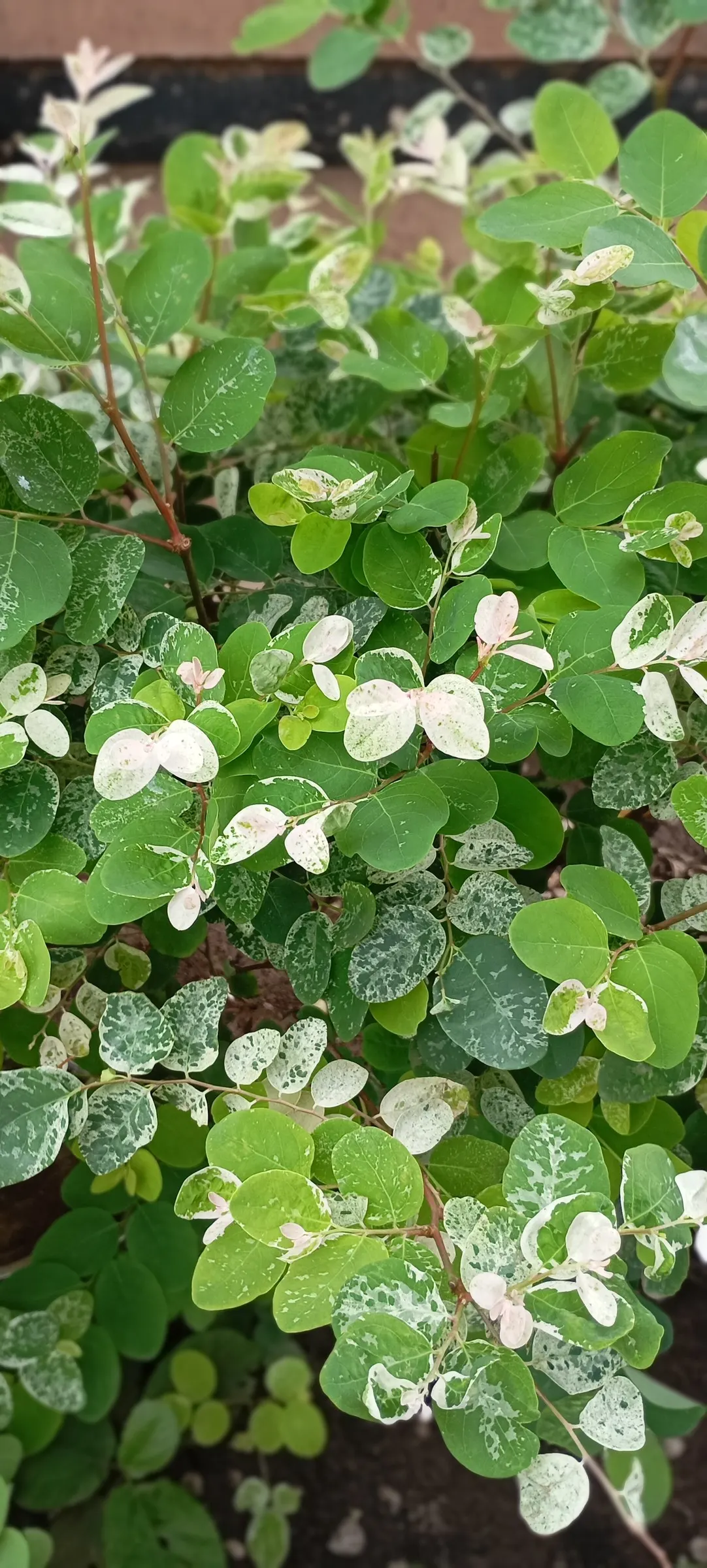 Sweet Leaf (Stevia Rebaudiana) — the Stevia plant requires minimal care; this low-maintenance plant thrives in USDA zones 9 to 11