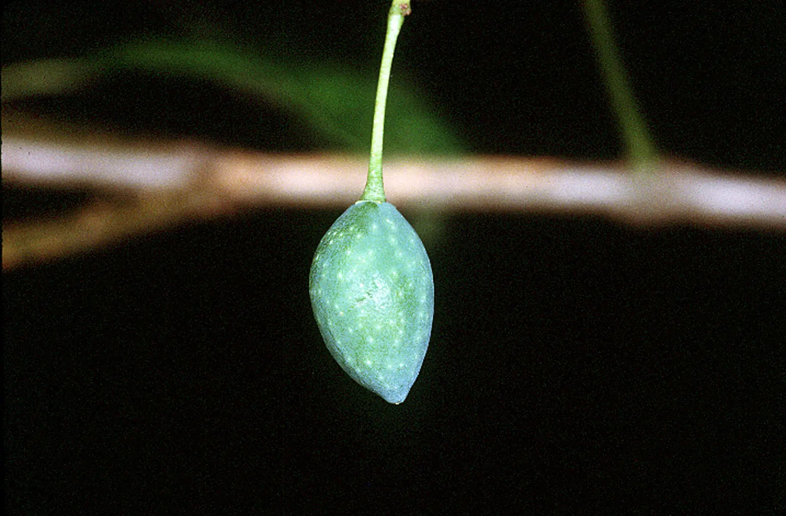 Sweet Leaf (Stevia Rebaudiana) — often referred to as Sweet Leaf or simply Stevia