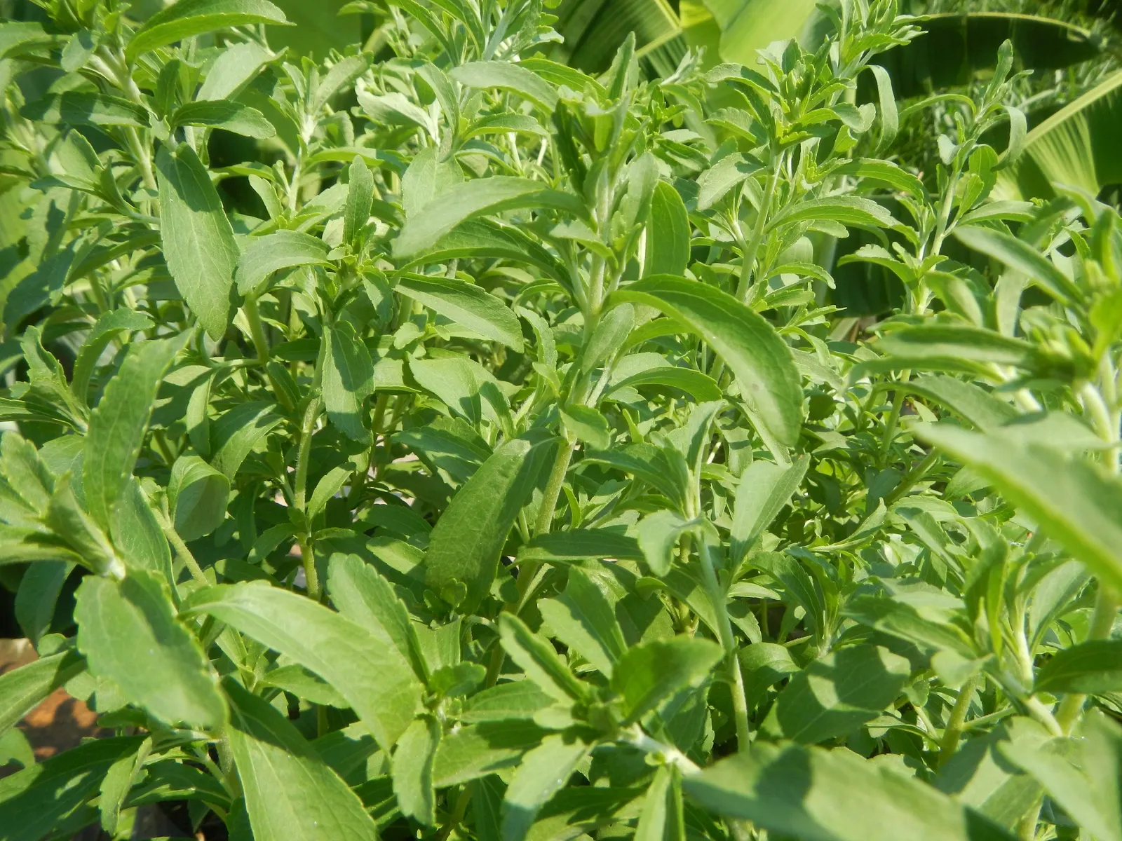 Sweet Leaf (Stevia Rebaudiana) — the Stevia plant requires minimal care