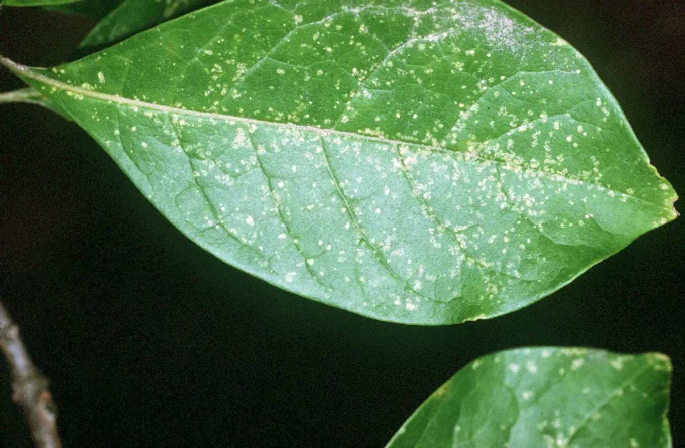 Sweet Leaf (Stevia Rebaudiana) — It's crucial to harvest these leaves before the plant flowers for optimal sweetness; though the main attraction, image 75