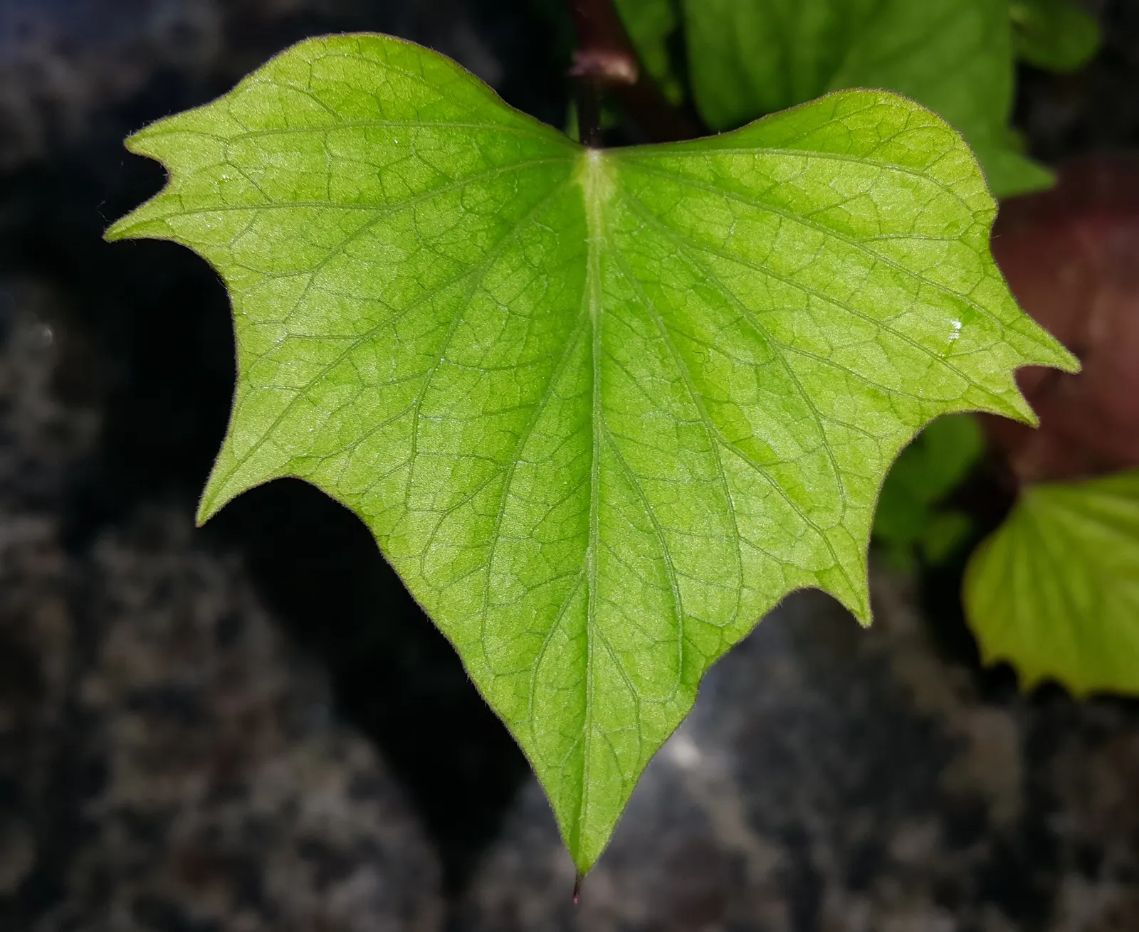 Sweet Leaf (Stevia Rebaudiana) — At the end of the growing season