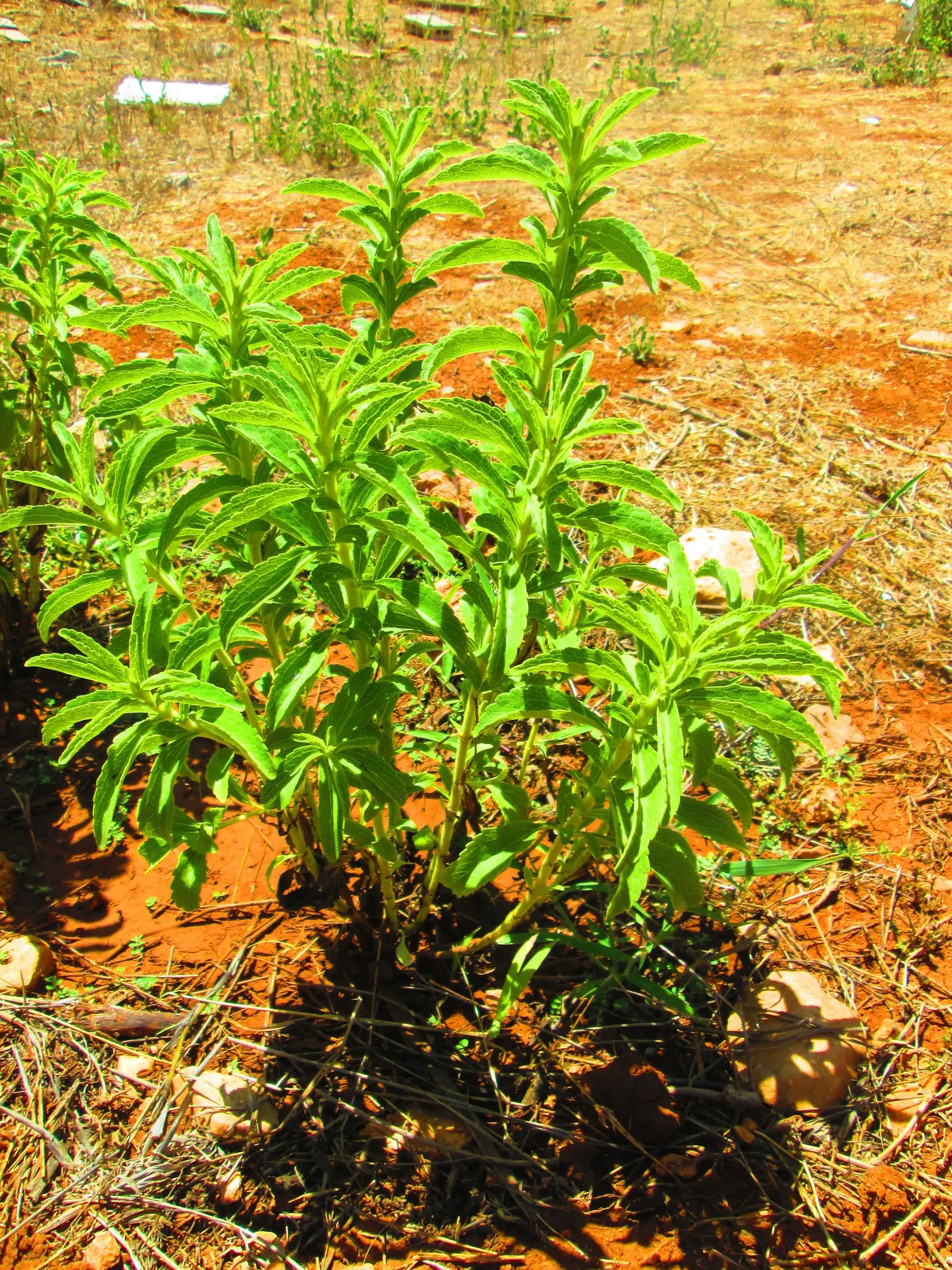 Sweet Leaf (Stevia Rebaudiana) — It‚Äôs an ideal natural sweetener addition for kitchen gardens and borders; though the main attraction remains its, image 63