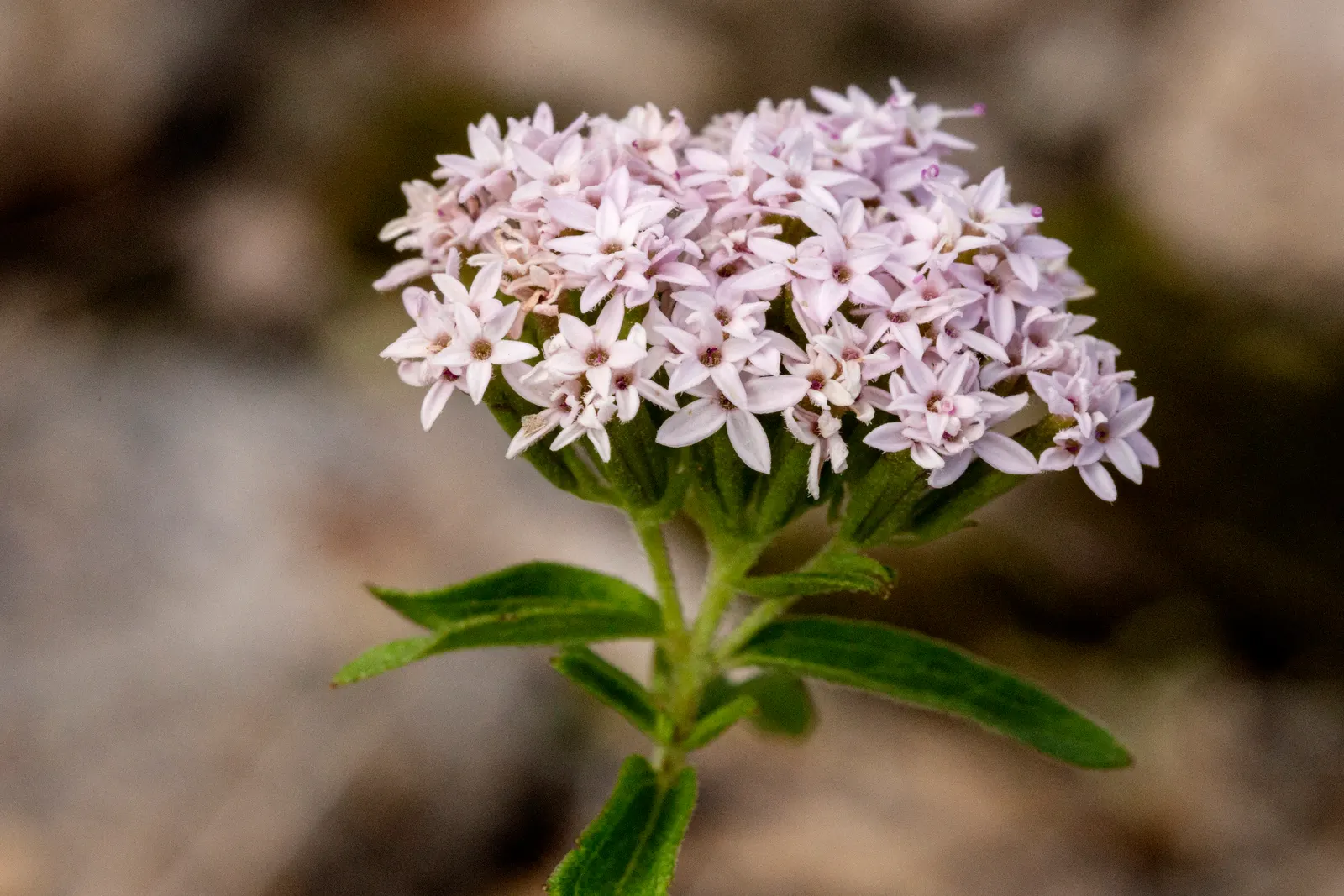 Sweet Leaf (Stevia Rebaudiana) — consider potting the Stevia or protecting it with mulch to overwinter it successfully