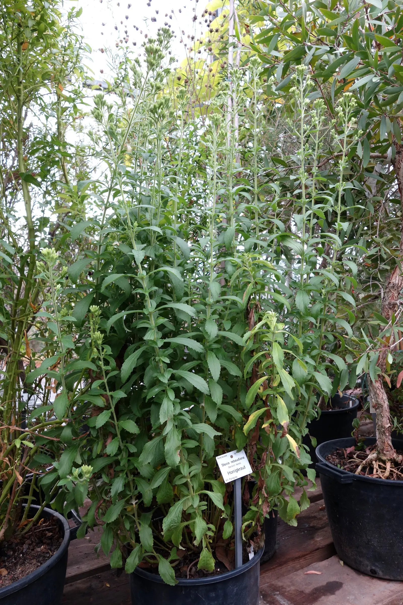 Sweet Leaf (Stevia Rebaudiana) — At the end of the growing season; though the main attraction remains its sweet-tasting foliage, image 79