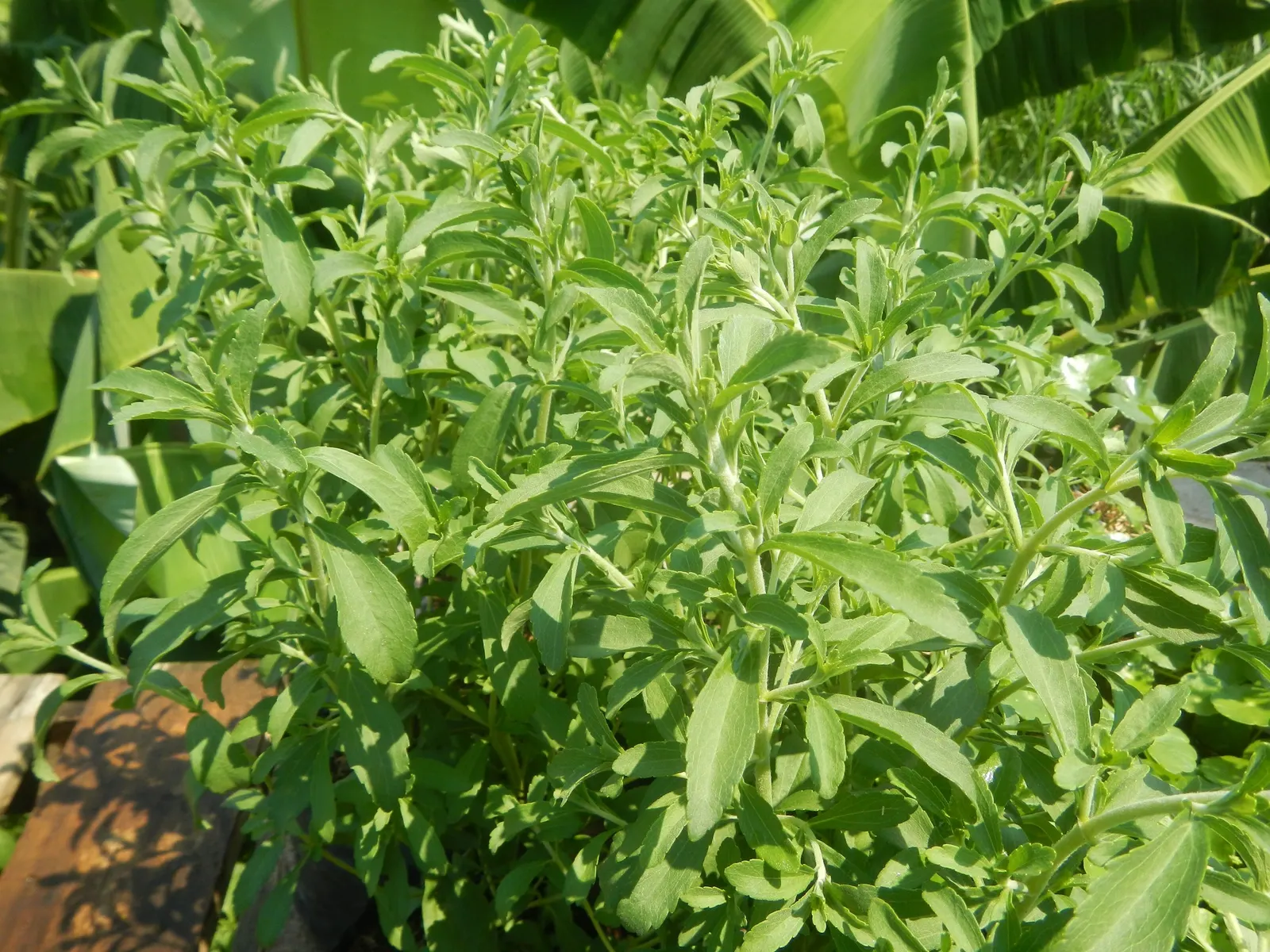 Sweet Leaf (Stevia Rebaudiana) — herb for full; consider potting the Stevia or protecting it with mulch to overwinter it successfully, image 84