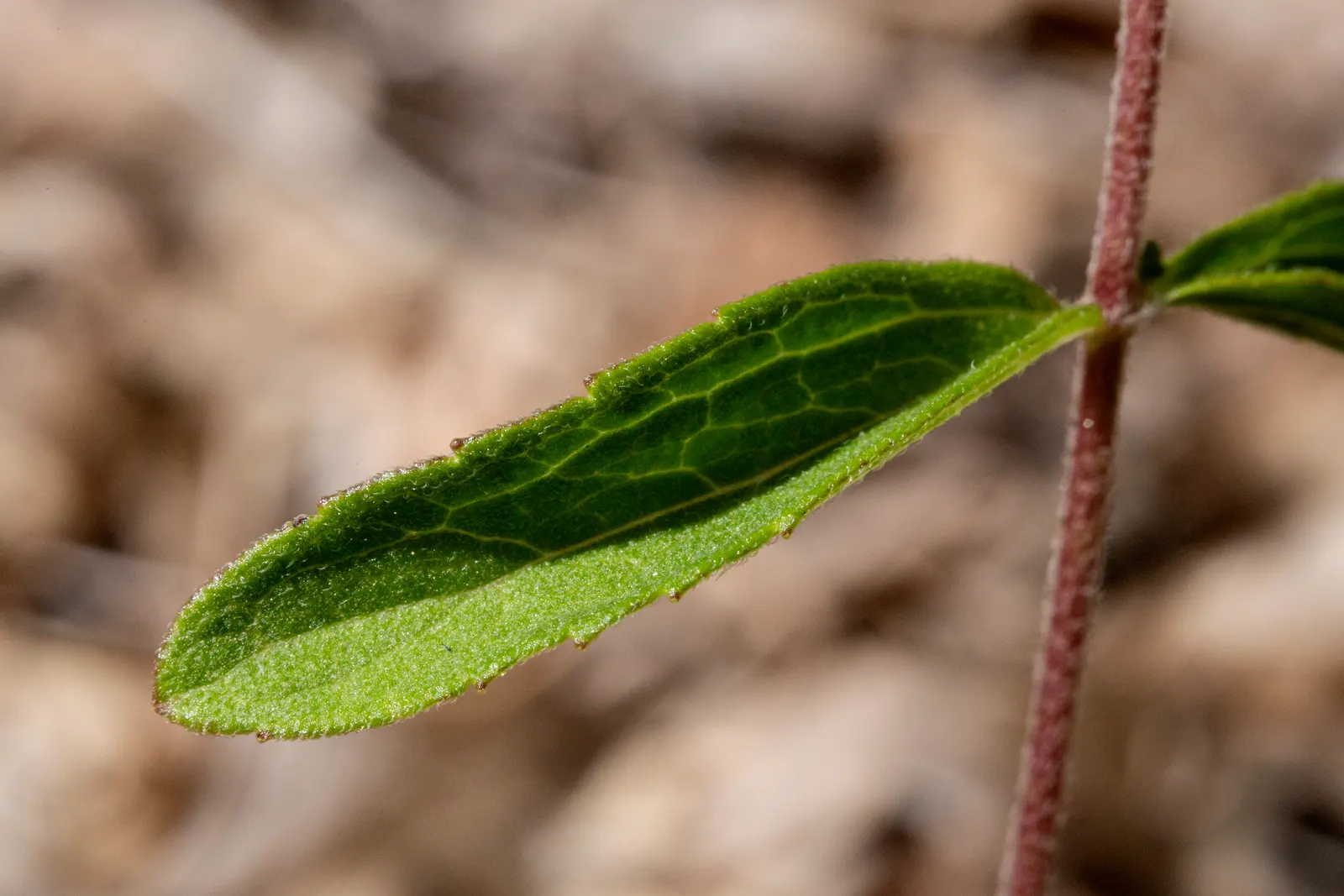 Sweet Leaf (Stevia Rebaudiana) — white blossoms in late summer to fall; consider potting the Stevia or protecting it with mulch to overwinter it successfully