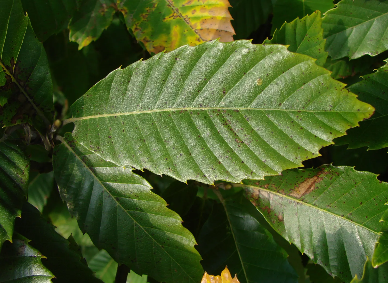 Sweet Leaf (Stevia Rebaudiana) — in regions with colder climates