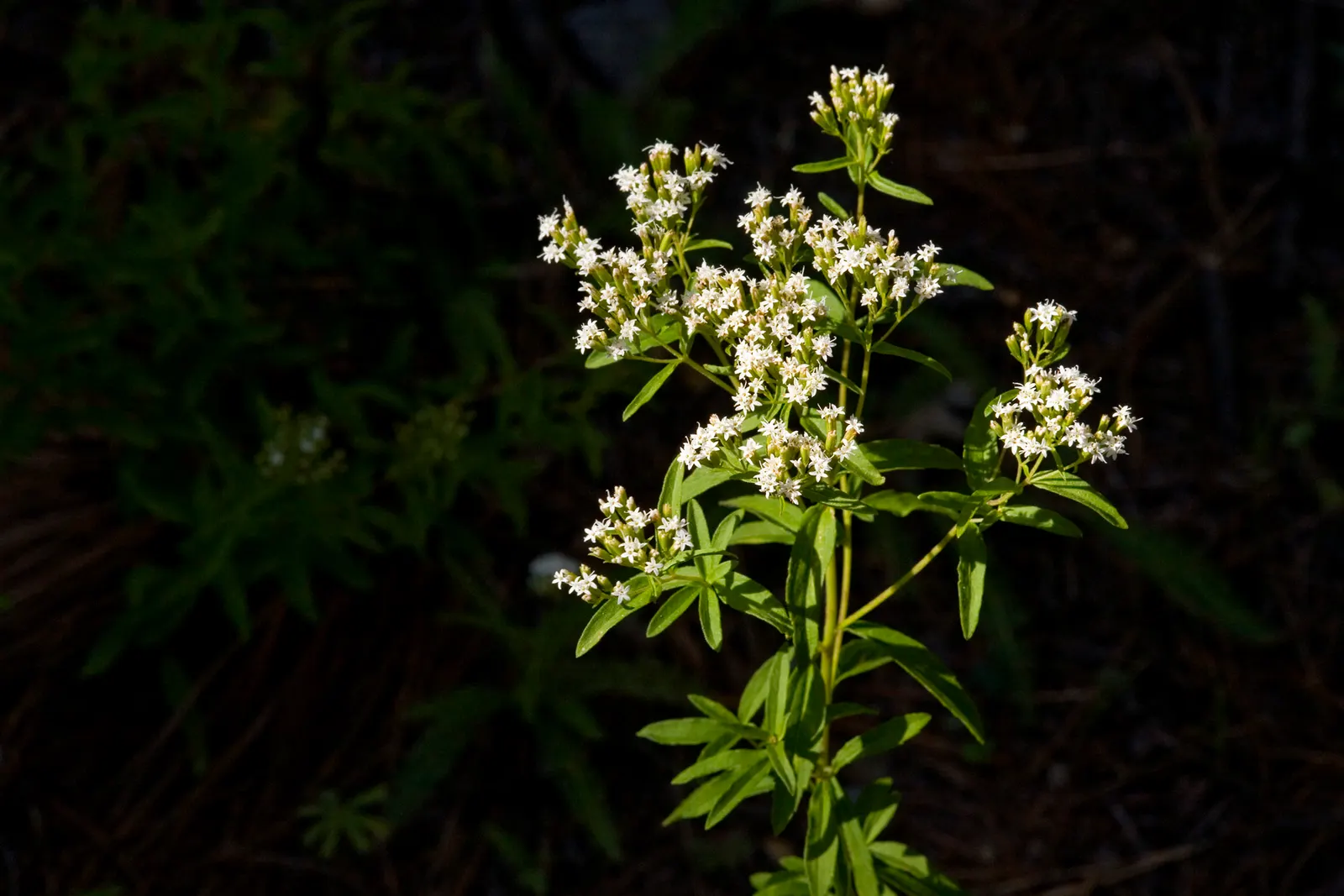 Sweet Leaf (Stevia Rebaudiana) — in regions with colder climates; consider potting the Stevia or protecting it with mulch to overwinter it, image 80
