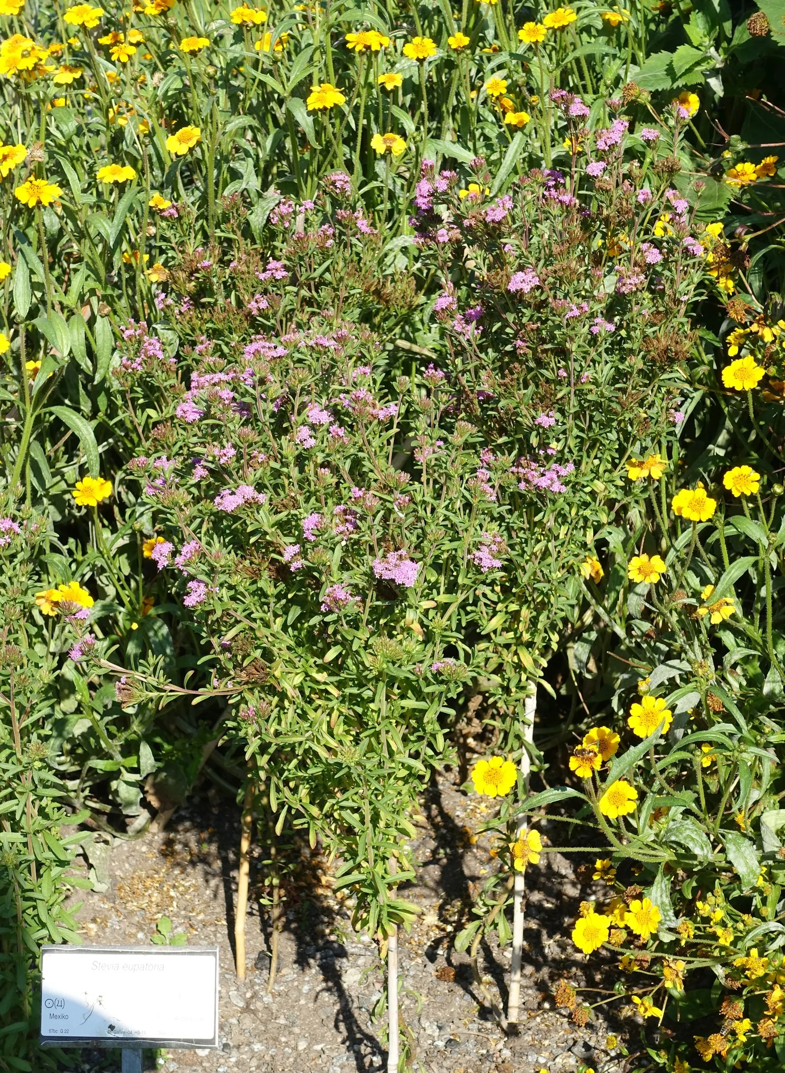 Sweet Leaf (Stevia Rebaudiana) — Pinching back the tips can promote a bushier growth habit; stevia rebaudiana offers both practical sweetness and, image 78