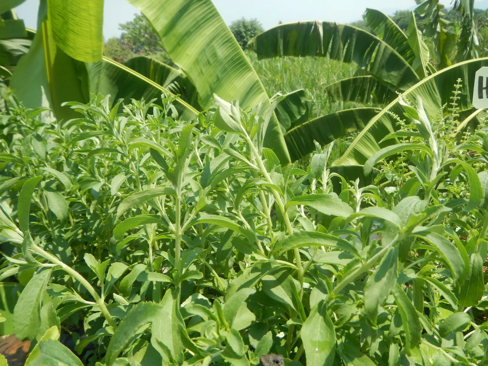 Sweet Leaf (Stevia Rebaudiana) — It's crucial to harvest these leaves before the plant flowers for optimal sweetness