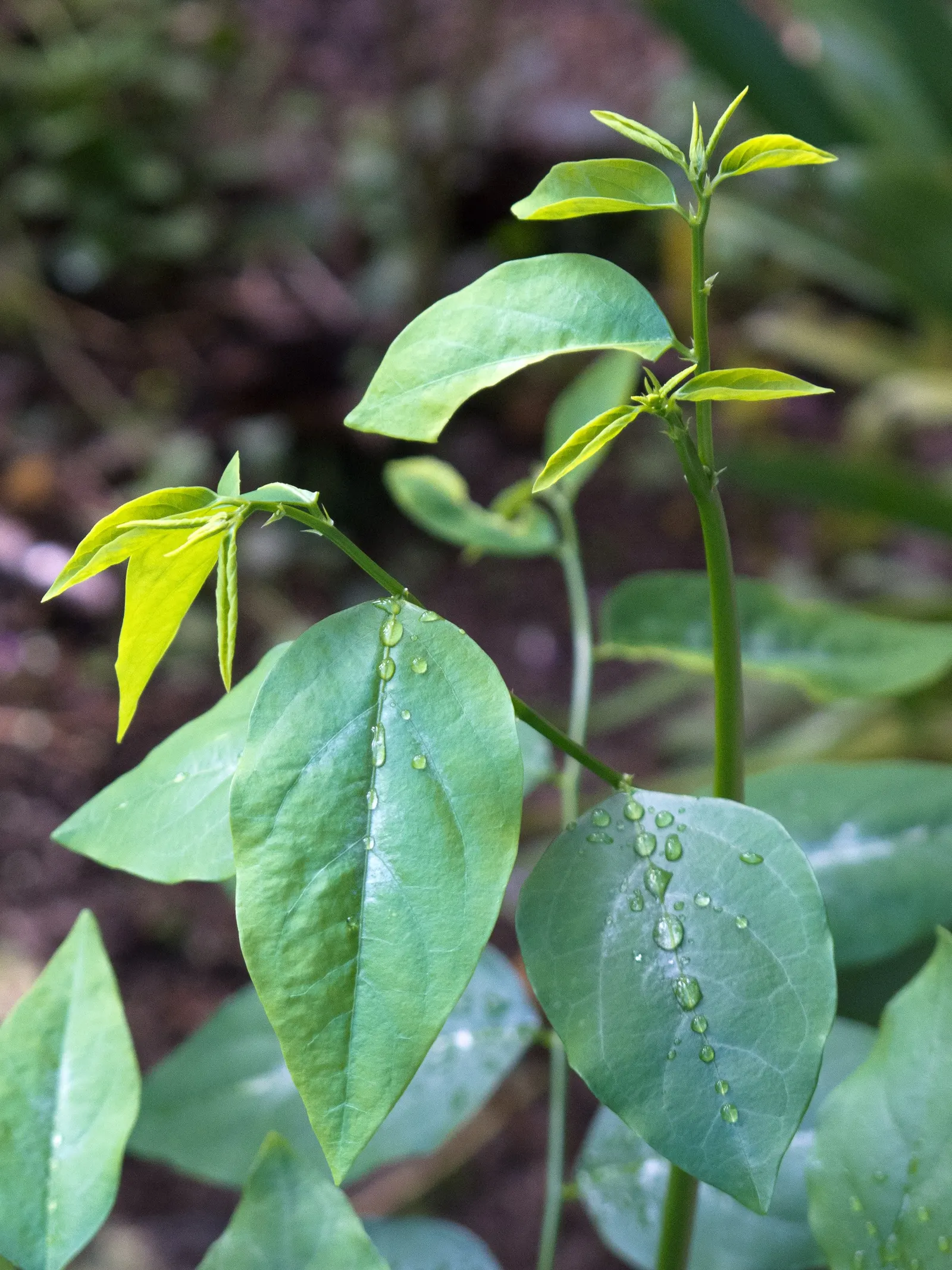Sweet Leaf (Stevia Rebaudiana) — It requests well-drained soil with a slightly acidic to neutral pH, generally between 6.7 and 7.2
