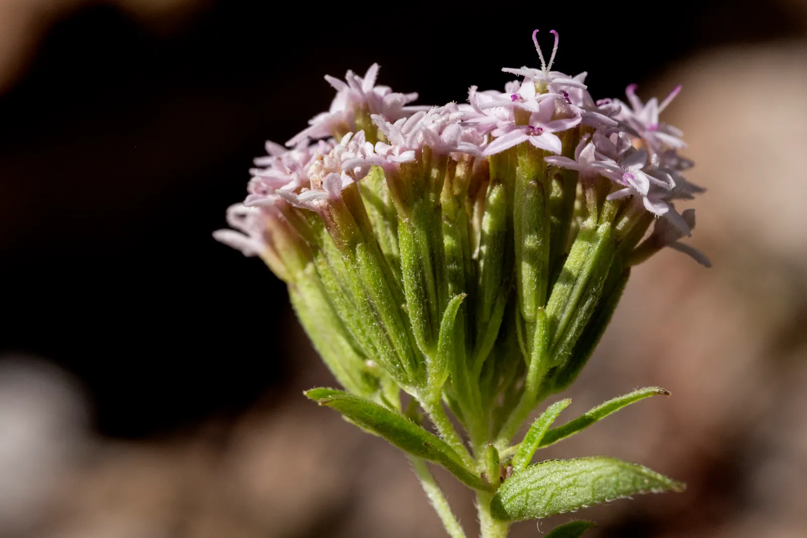 Sweet Leaf (Stevia Rebaudiana) — When cultivated, it typically reaches 1 to 2 feet in height and width; though the main attraction remains its, image 87