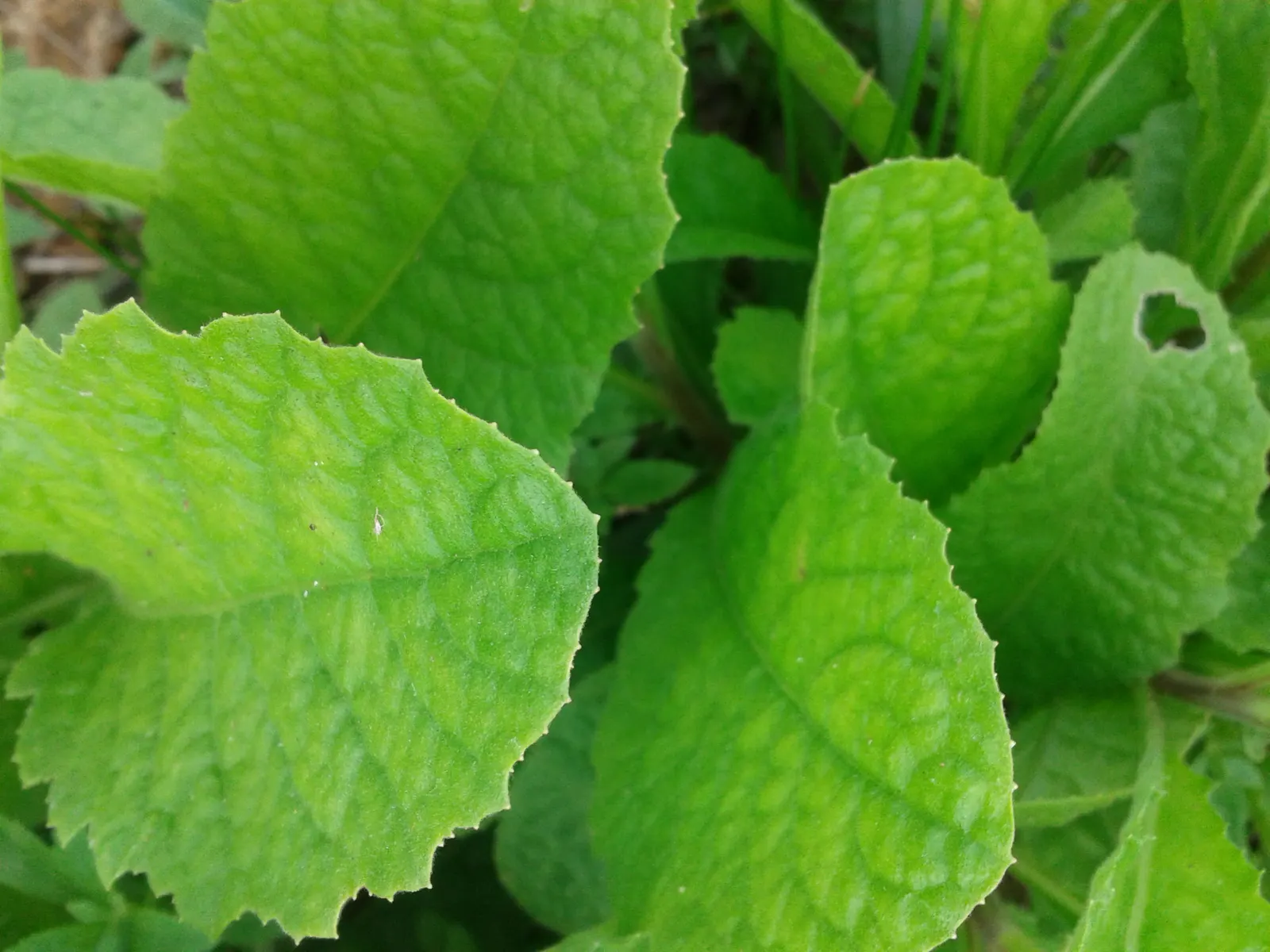 Sweet Leaf (Stevia Rebaudiana) — For a fully embracing garden experience; stevia rebaudiana offers both practical sweetness and visual charm, image 82