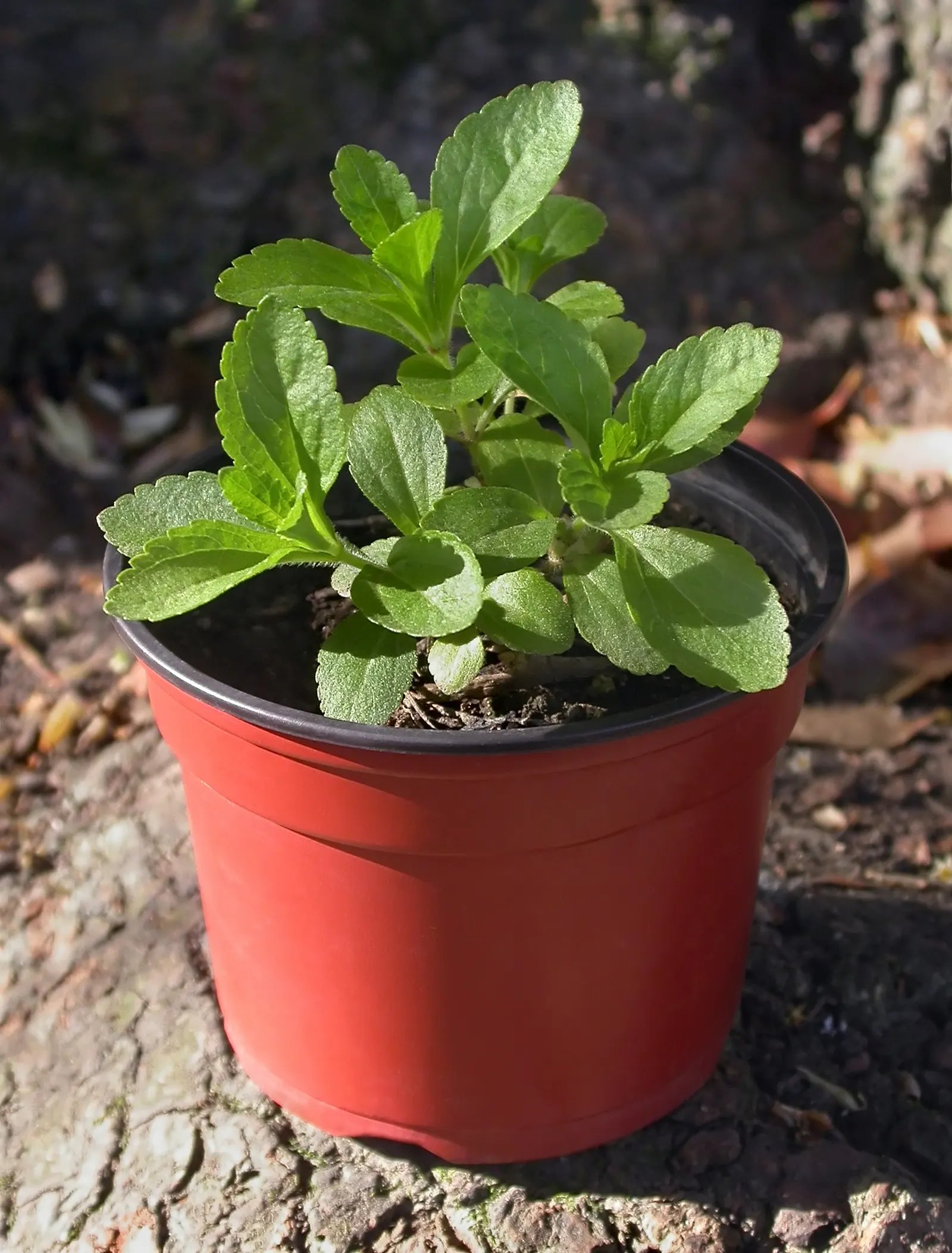 Sweet Leaf (Stevia Rebaudiana) — herb for full