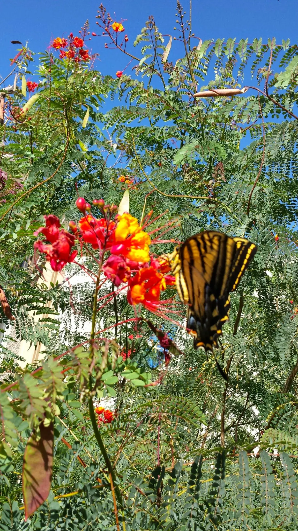 Catclaw Acacia (Acacia Greggii) — Be mindful of thorns when placing near pedestrian areas