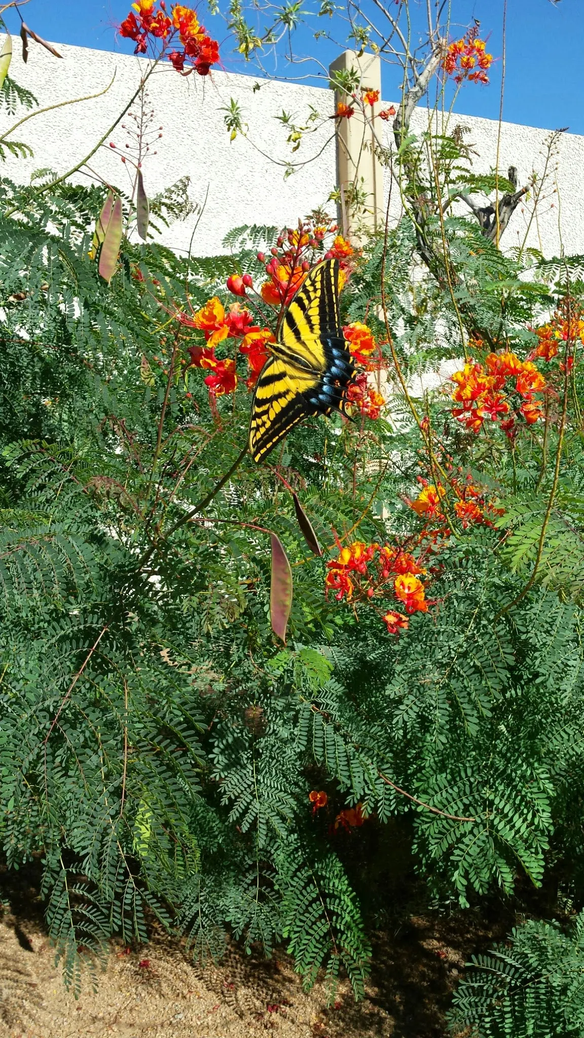 Catclaw Acacia (Acacia Greggii) — shrub / tree for full; providing a beautiful and sustainable addition to the environment