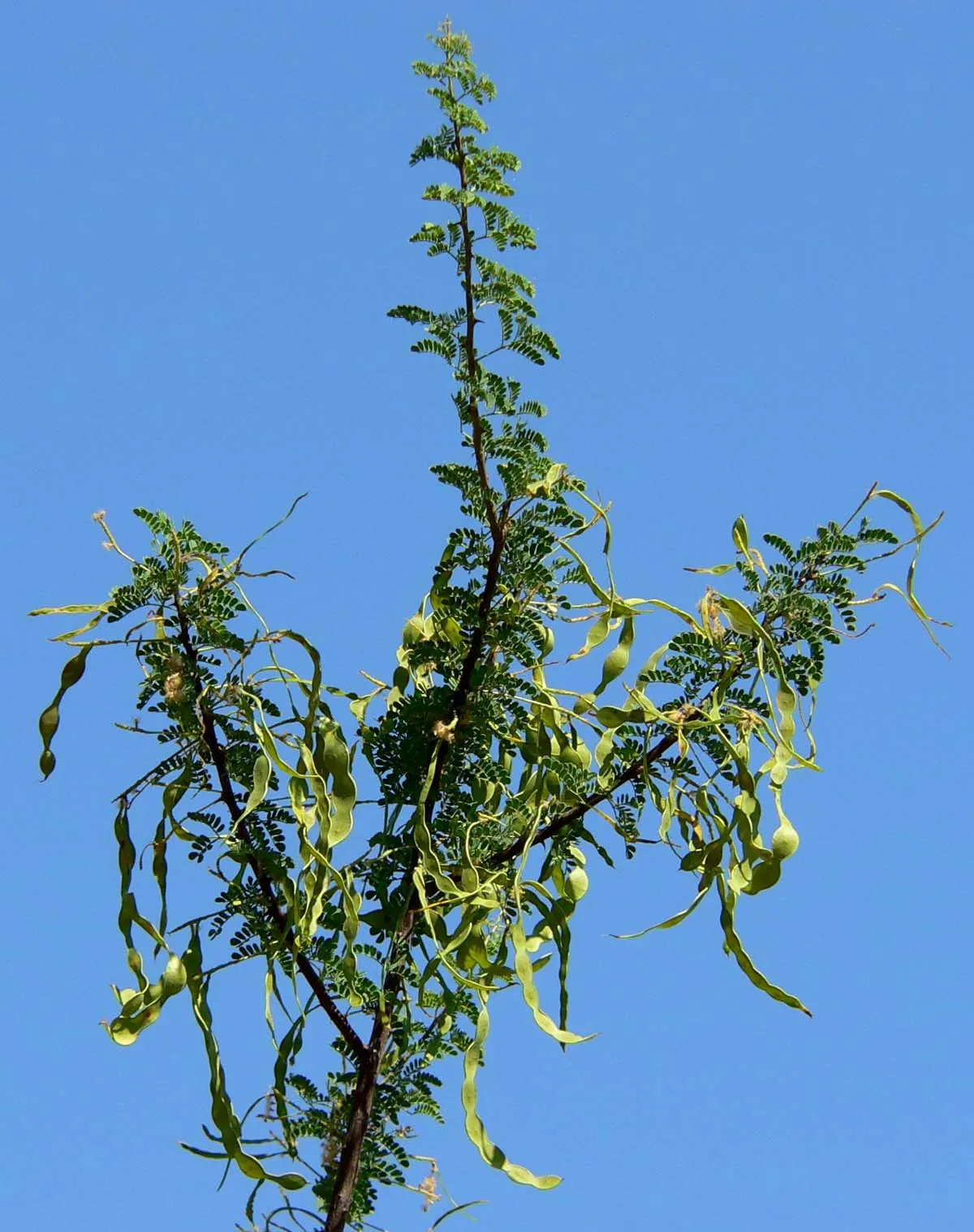 Catclaw Acacia (Acacia Greggii) — a hardy native of the southwestern United States and parts of Mexico