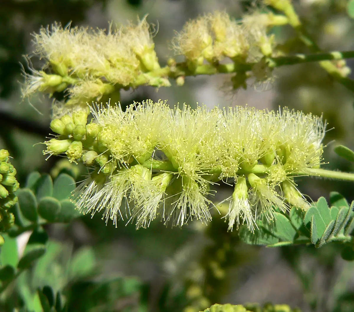 Catclaw Acacia (Acacia Greggii) — Its angular branches span 15-25 ft, adorned with sharp, claw-like thorns; drought-tolerant landscape feature