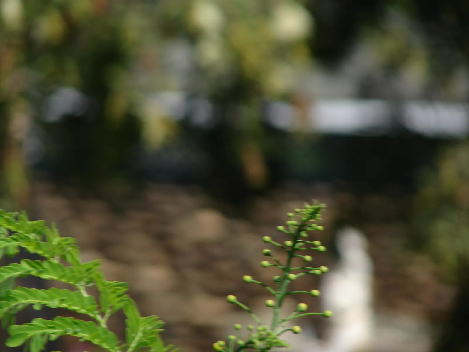 Catclaw Acacia (Acacia Greggii) — a hardy native of the southwestern United States and parts of Mexico; the Catclaw Acacia (Acacia greggii), image 61