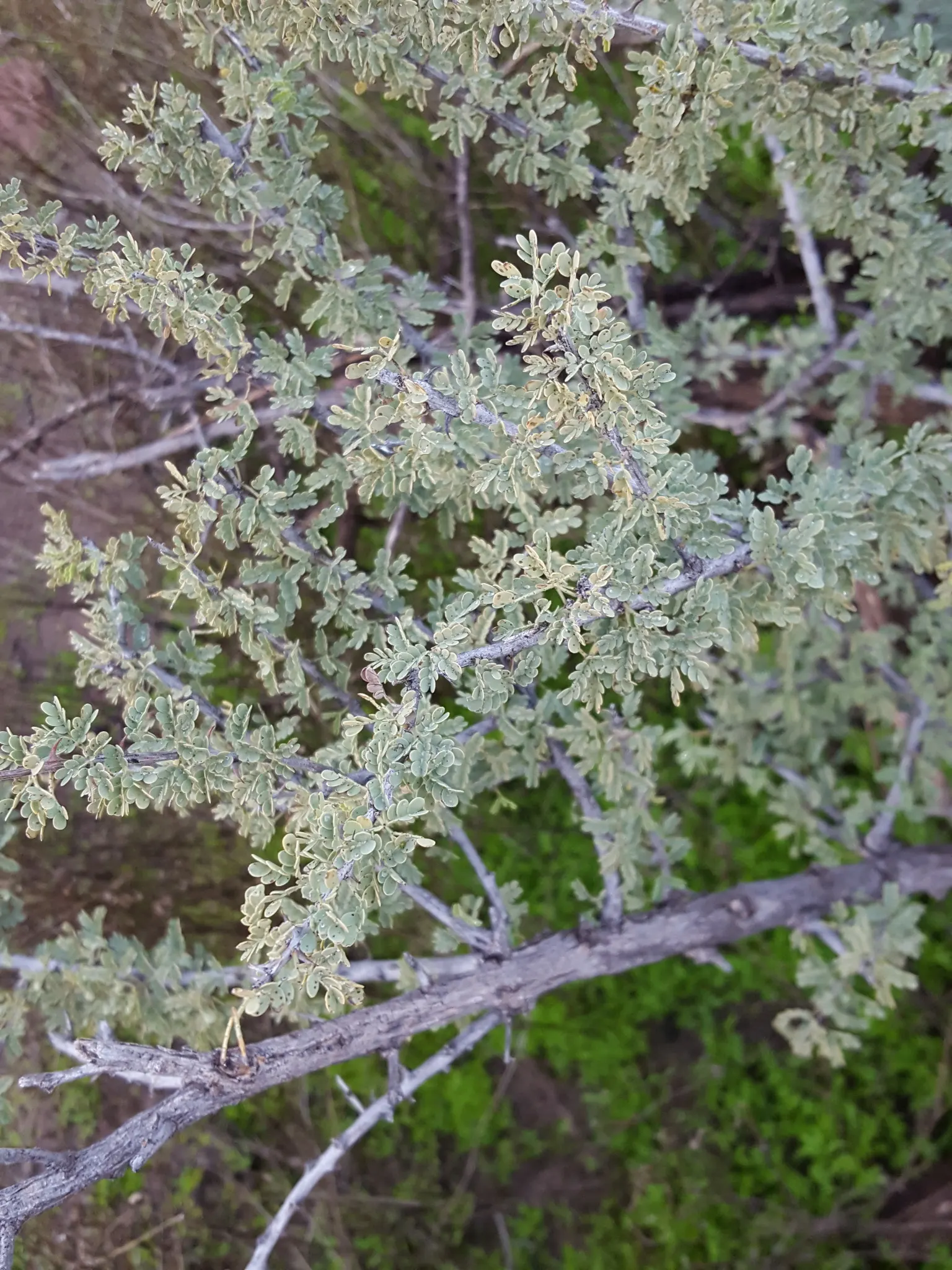 Catclaw Acacia (Acacia Greggii) — The Catclaw Acacia (Acacia greggii)