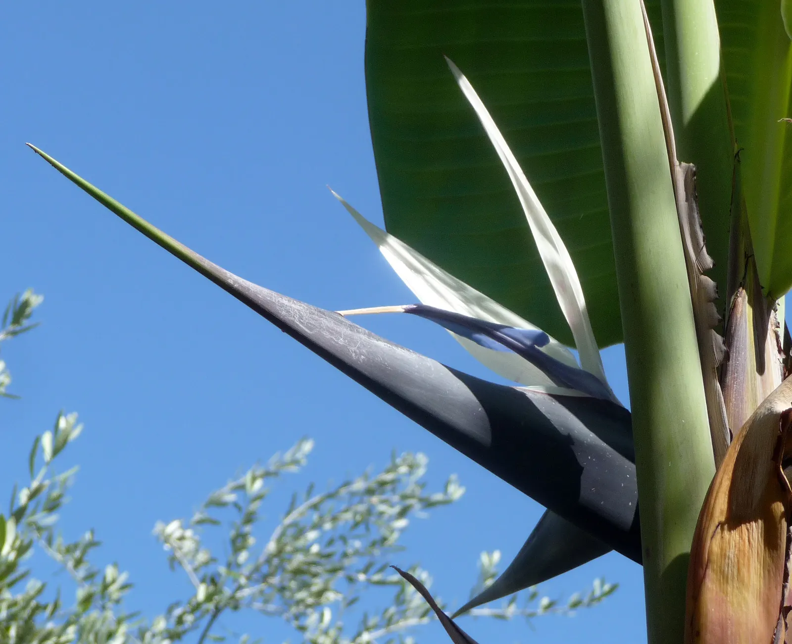 Catclaw Acacia (Acacia Greggii) — providing a beautiful and sustainable addition to the environment; its angular branches span 15-25 ft, adorned with sharp