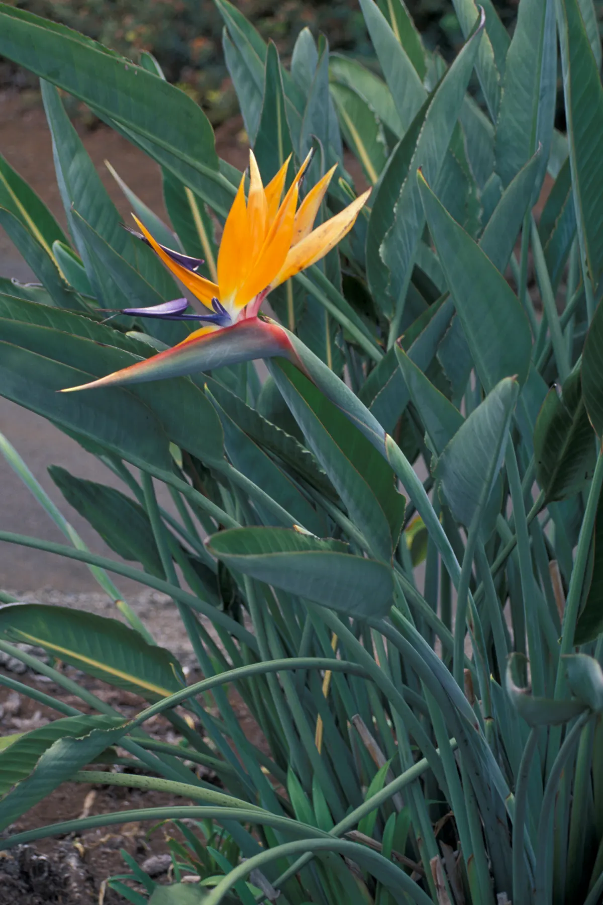 Catclaw Acacia (Acacia Greggii) — is an effective choice for a resilient; bipinnately compound leaves which are typically about 1 to 2 inches in, image 62