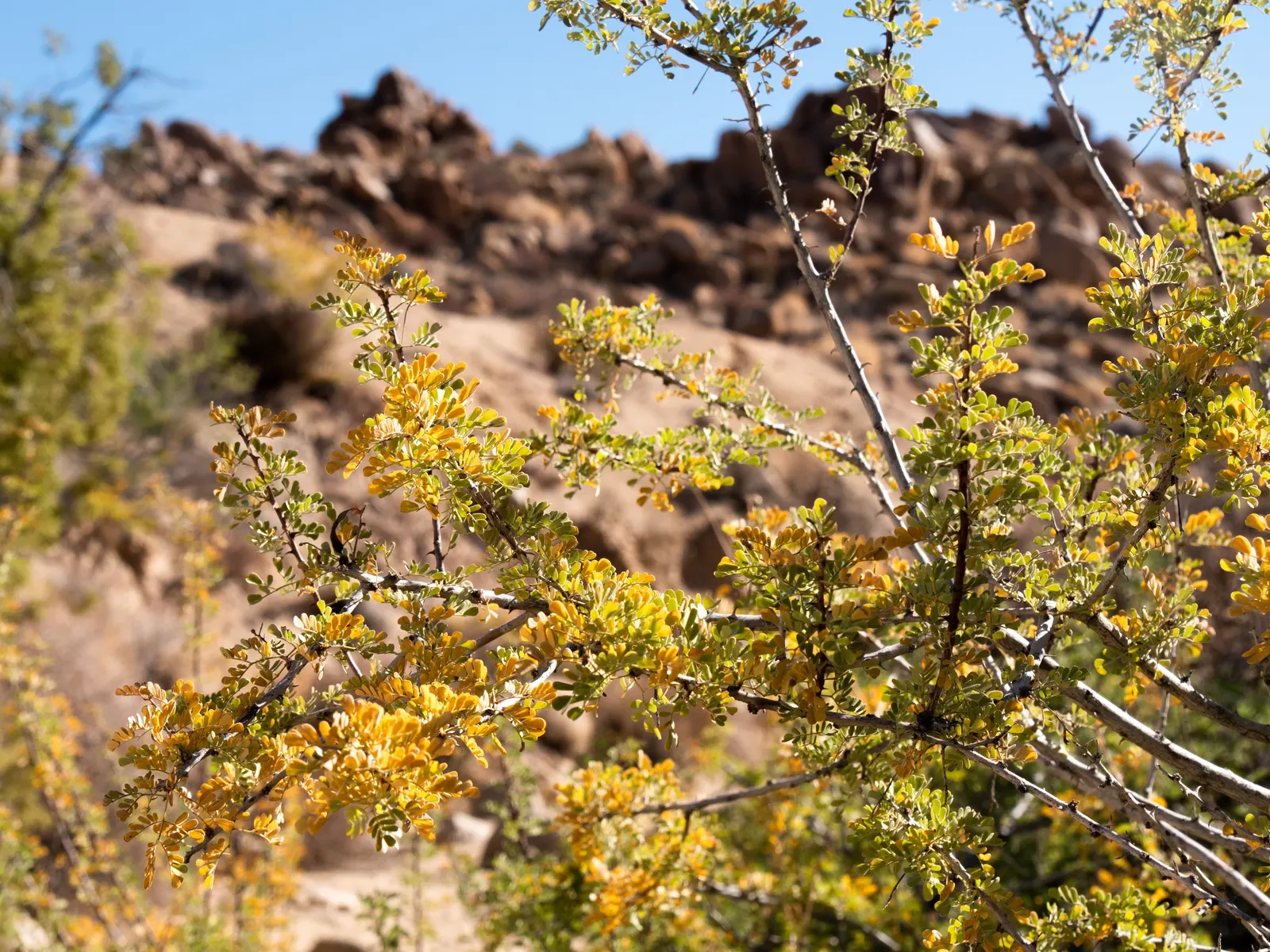 Catclaw Acacia (Acacia Greggii) — enhancing the biodiversity of the garden.<br><br>In terms of cultural requirements; acacia greggii thrives in full sun and is