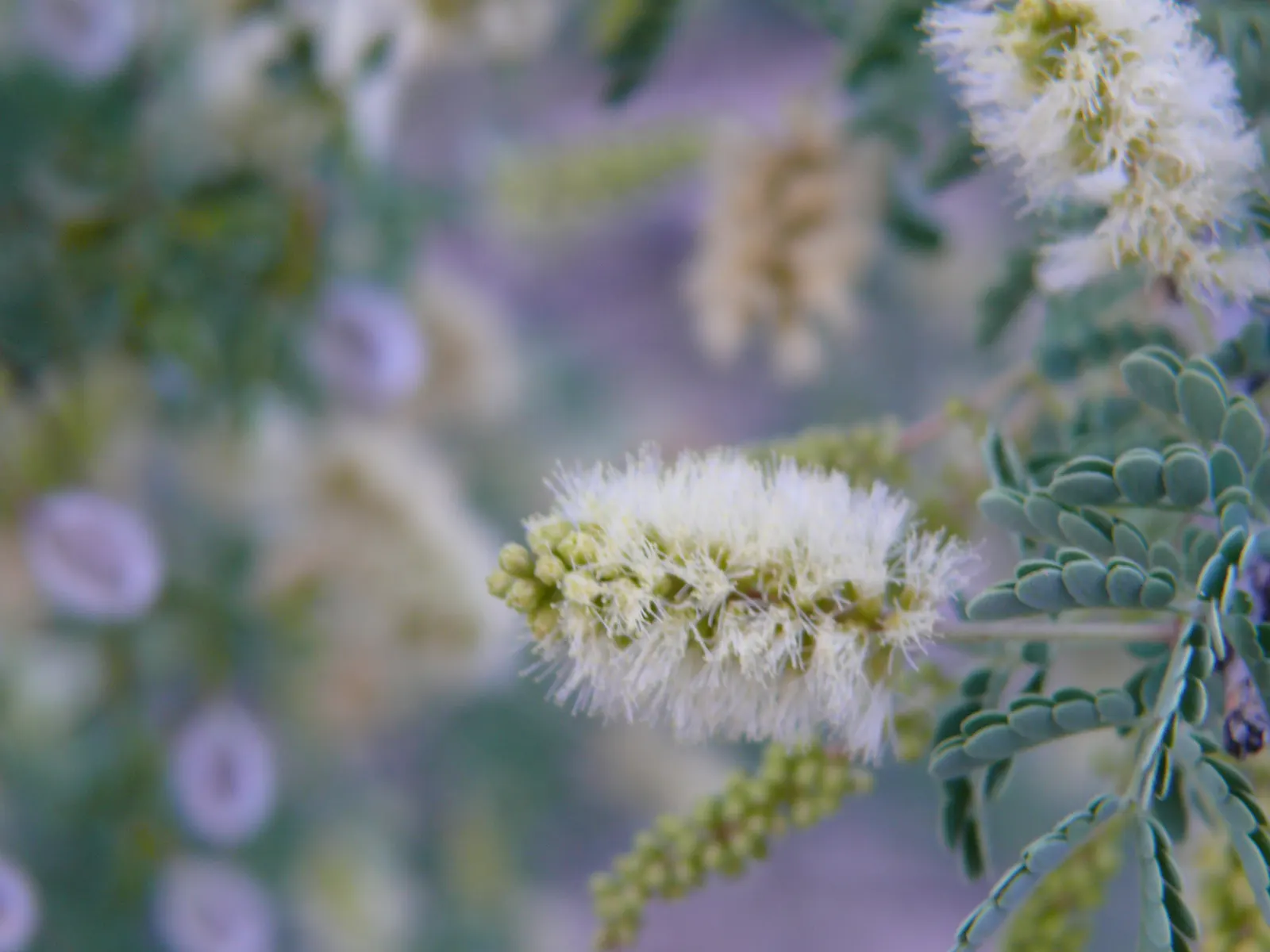 Catclaw Acacia (Acacia Greggii) — The Catclaw Acacia (Acacia greggii); catclaw Acacia (Acacia greggii) is a drought-resistant shrub, thriving in zones 7-11