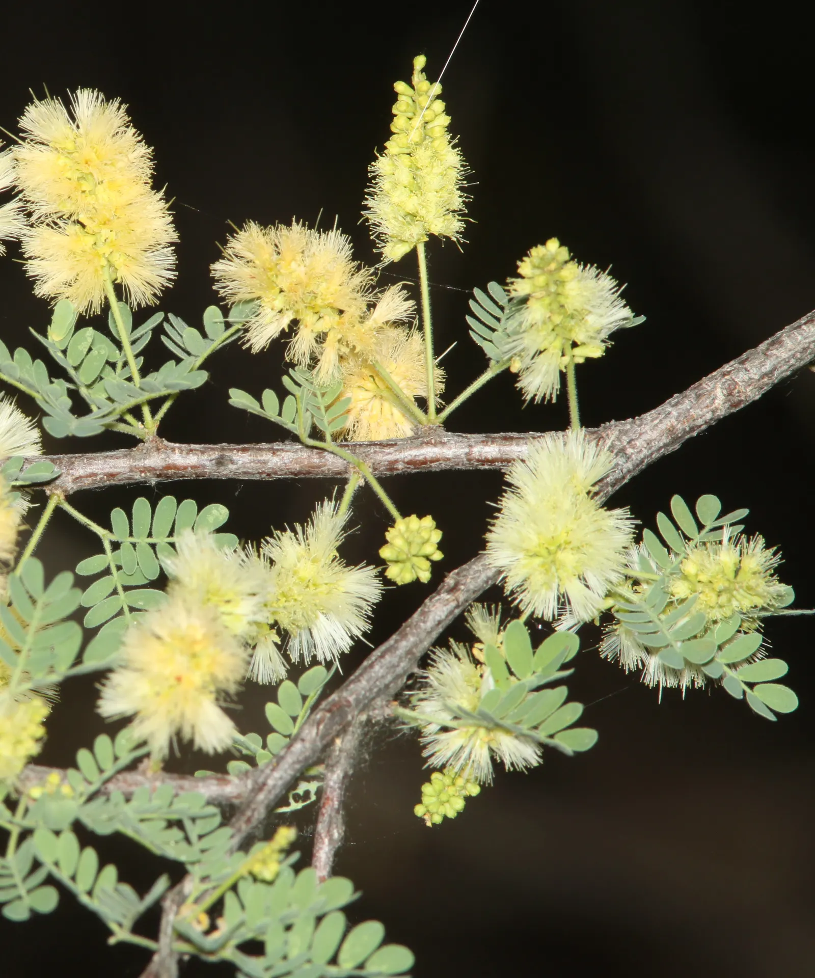 Catclaw Acacia (Acacia Greggii) — making it an excellent low-maintenance choice for xeriscape designs