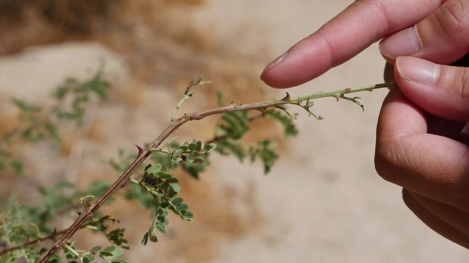 Catclaw Acacia (Acacia Greggii) — is an effective choice for a resilient; bipinnately compound leaves which are typically about 1 to 2 inches in length