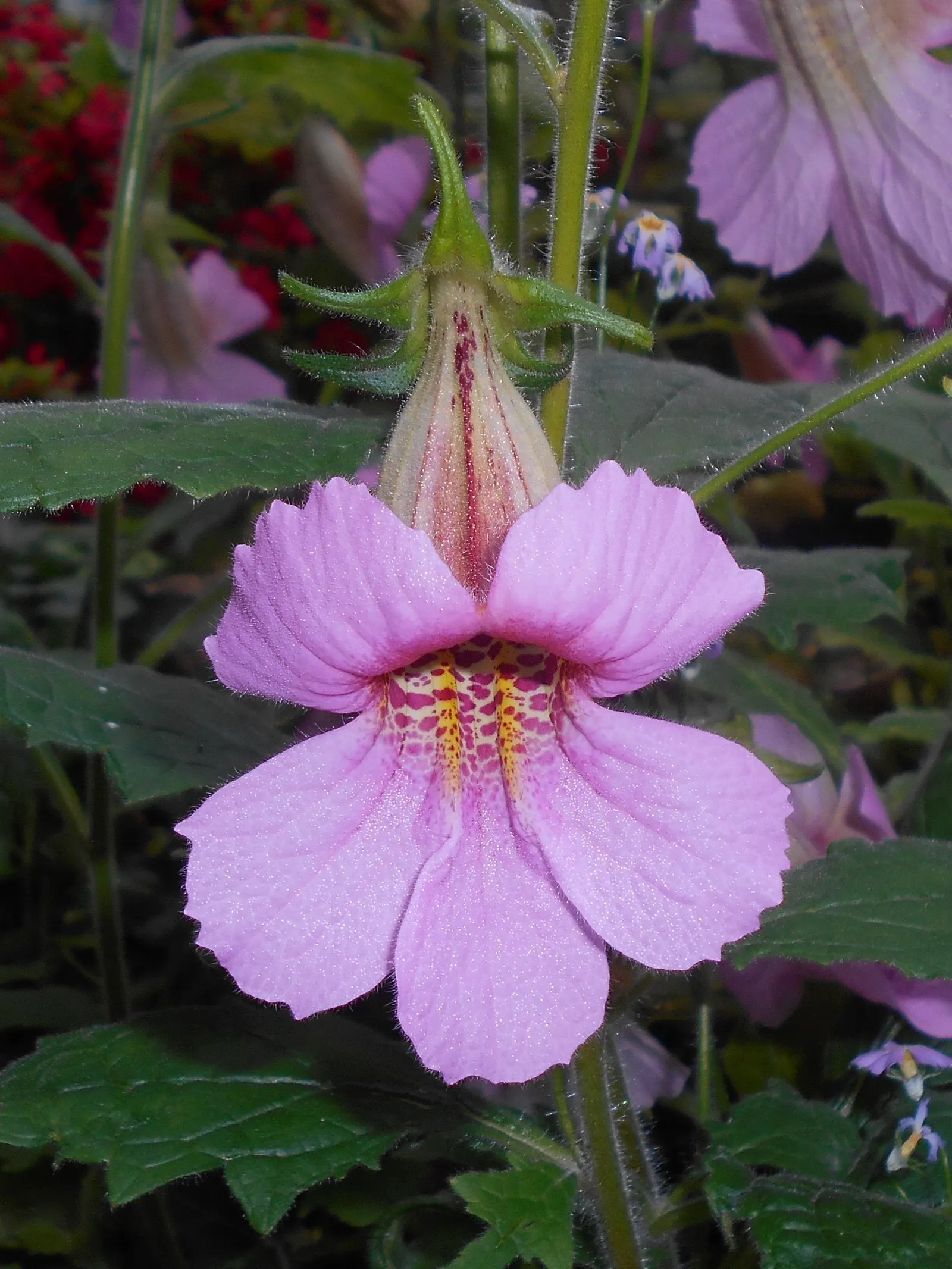Chinese Foxglove (Rehmannia Elata) — scientifically termed Rehmannia elata; it flourishes in well-drained soil enriched with organic matter