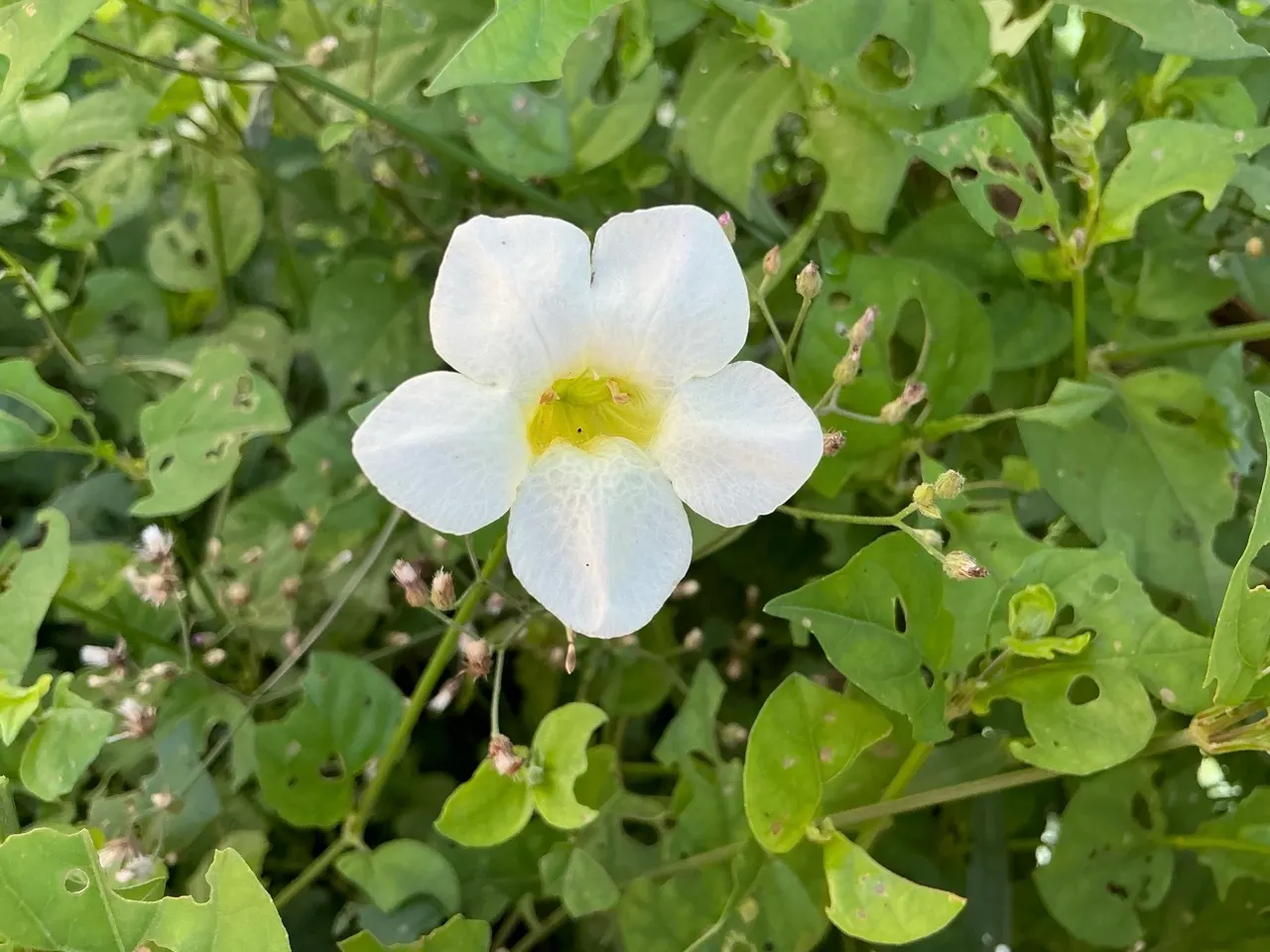 Chinese Foxglove (Rehmannia Elata) — With its alluring beauty and long flowering period