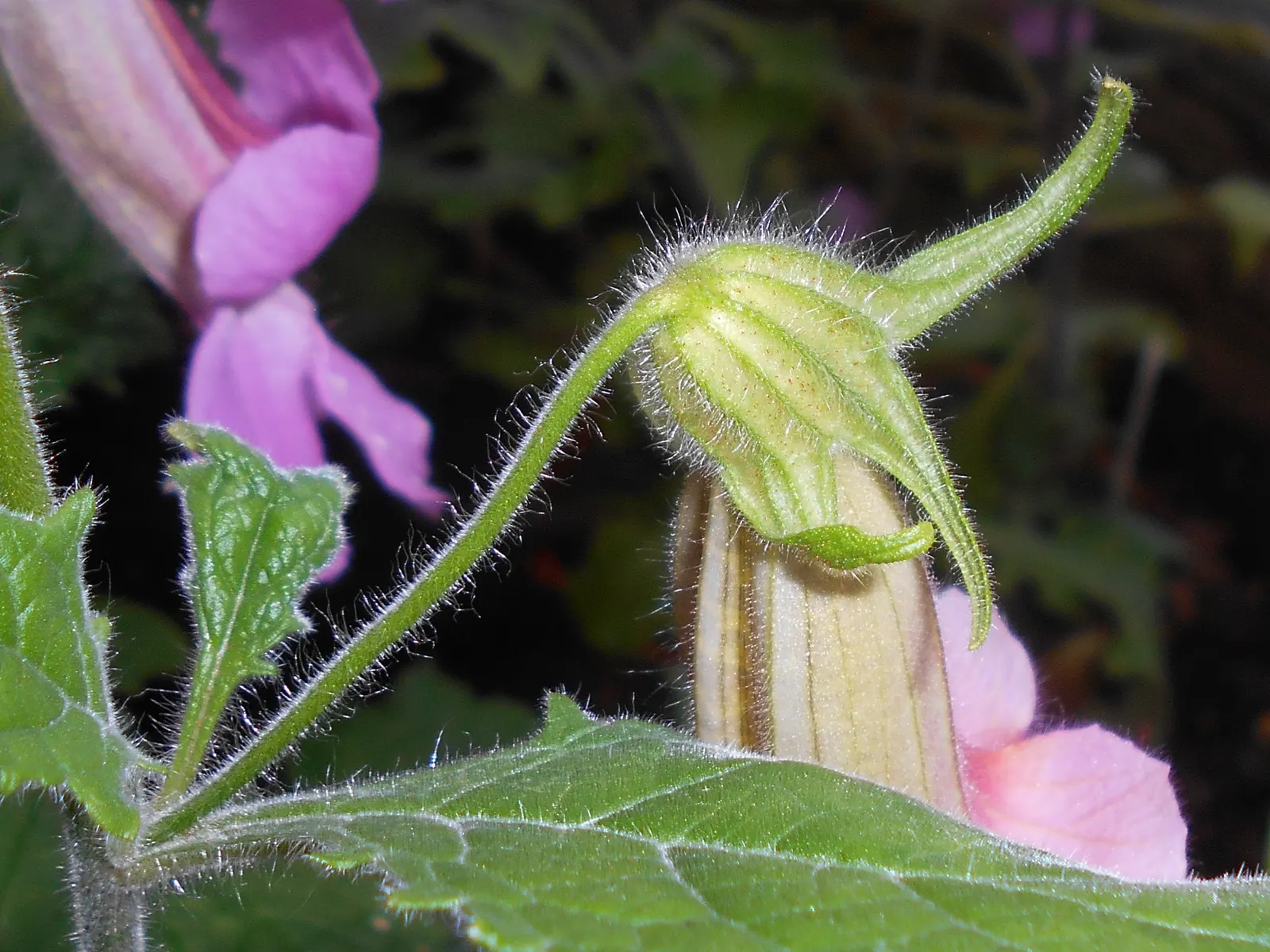 Chinese Foxglove (Rehmannia Elata) — tubular flowers of a deep; its vivid blooms are not only visually striking but also bloom profusely from late, image 57