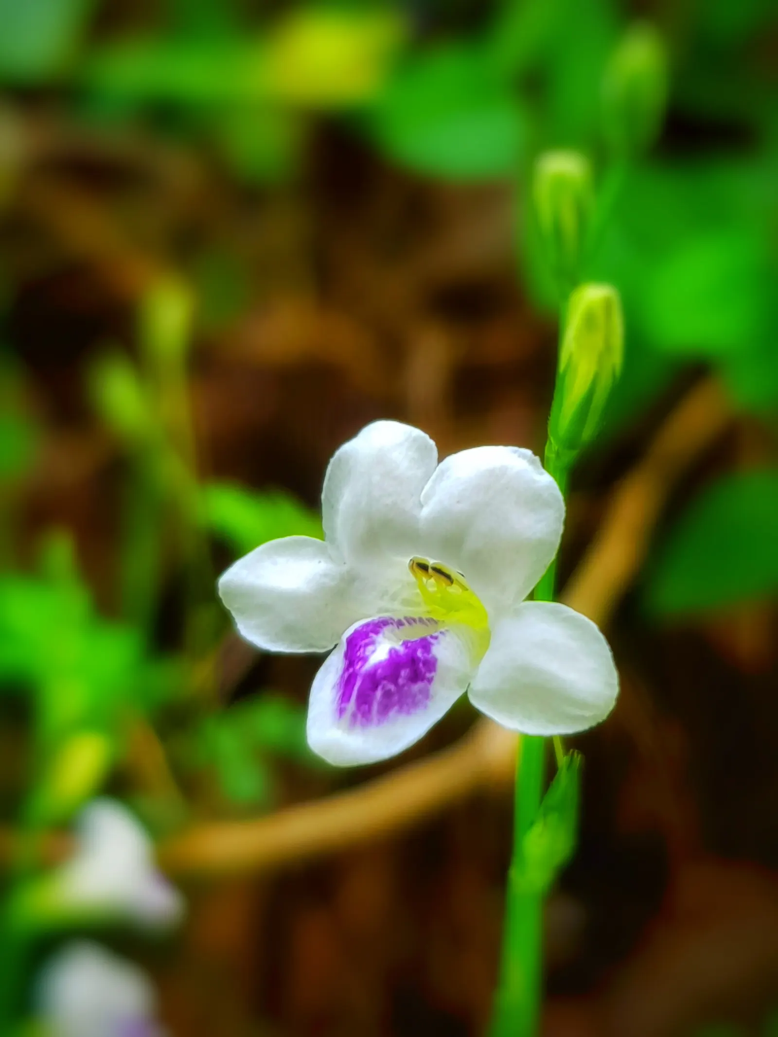 Chinese Foxglove (Rehmannia Elata) — the Chinese Foxglove is certain to become a garden favorite; perennial for full