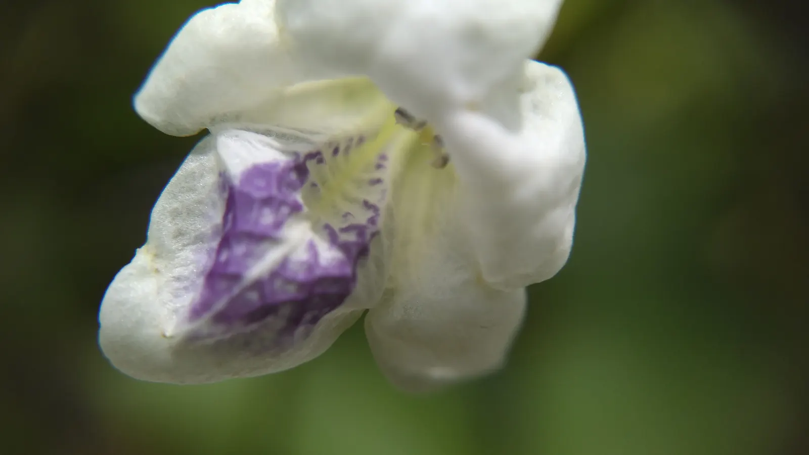 Chinese Foxglove (Rehmannia Elata) — It flourishes in well-drained soil enriched with organic matter