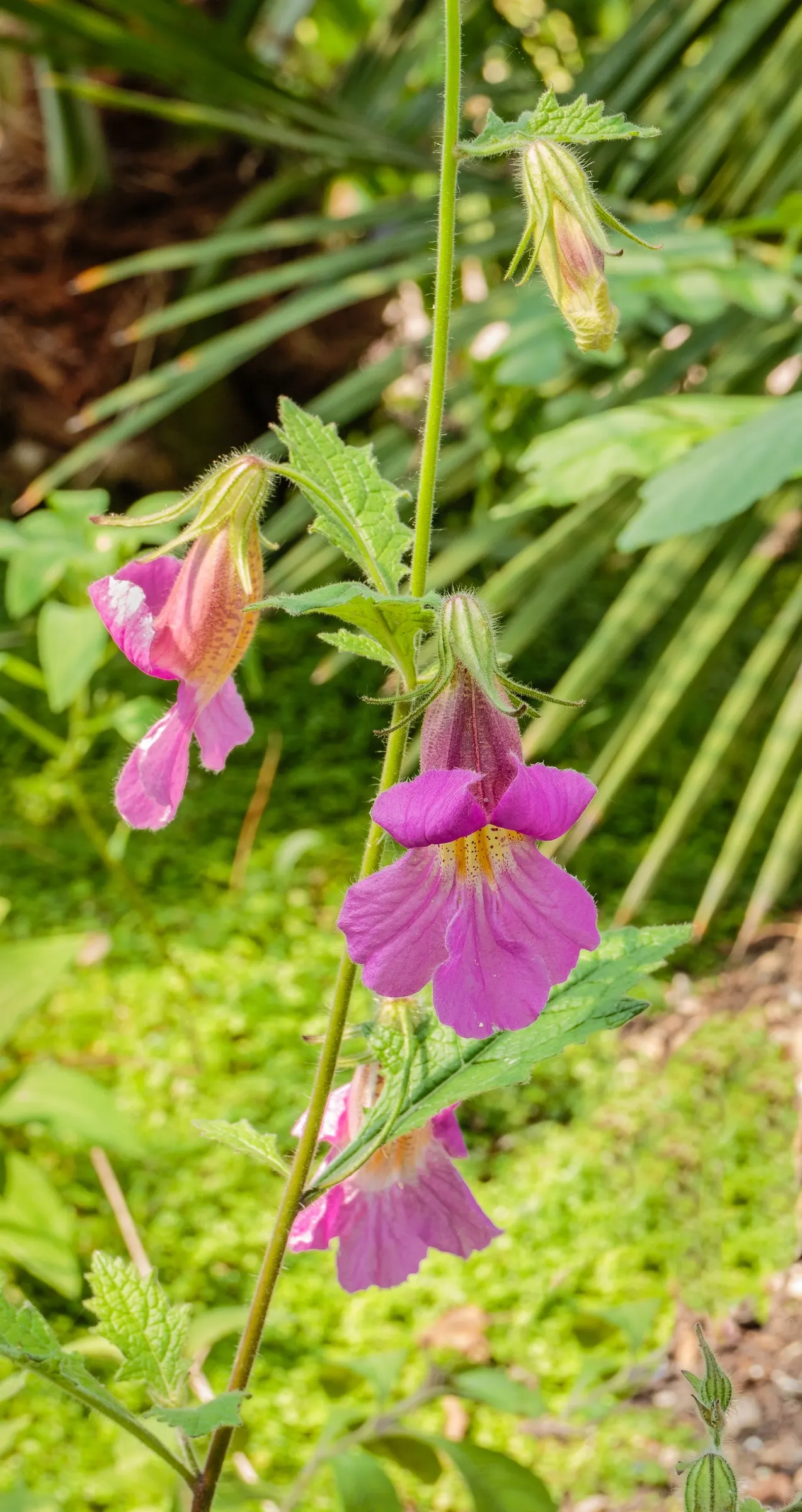 Chinese Foxglove (Rehmannia Elata) — tubular flowers of a deep; its vivid blooms are not only visually striking but also bloom profusely from late spring to