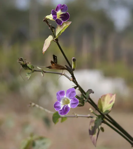 Chinese Foxglove (Rehmannia Elata) — Zones 7-10 are suitable for cultivating this moisture-loving, yet not drought-tolerant, specimen
