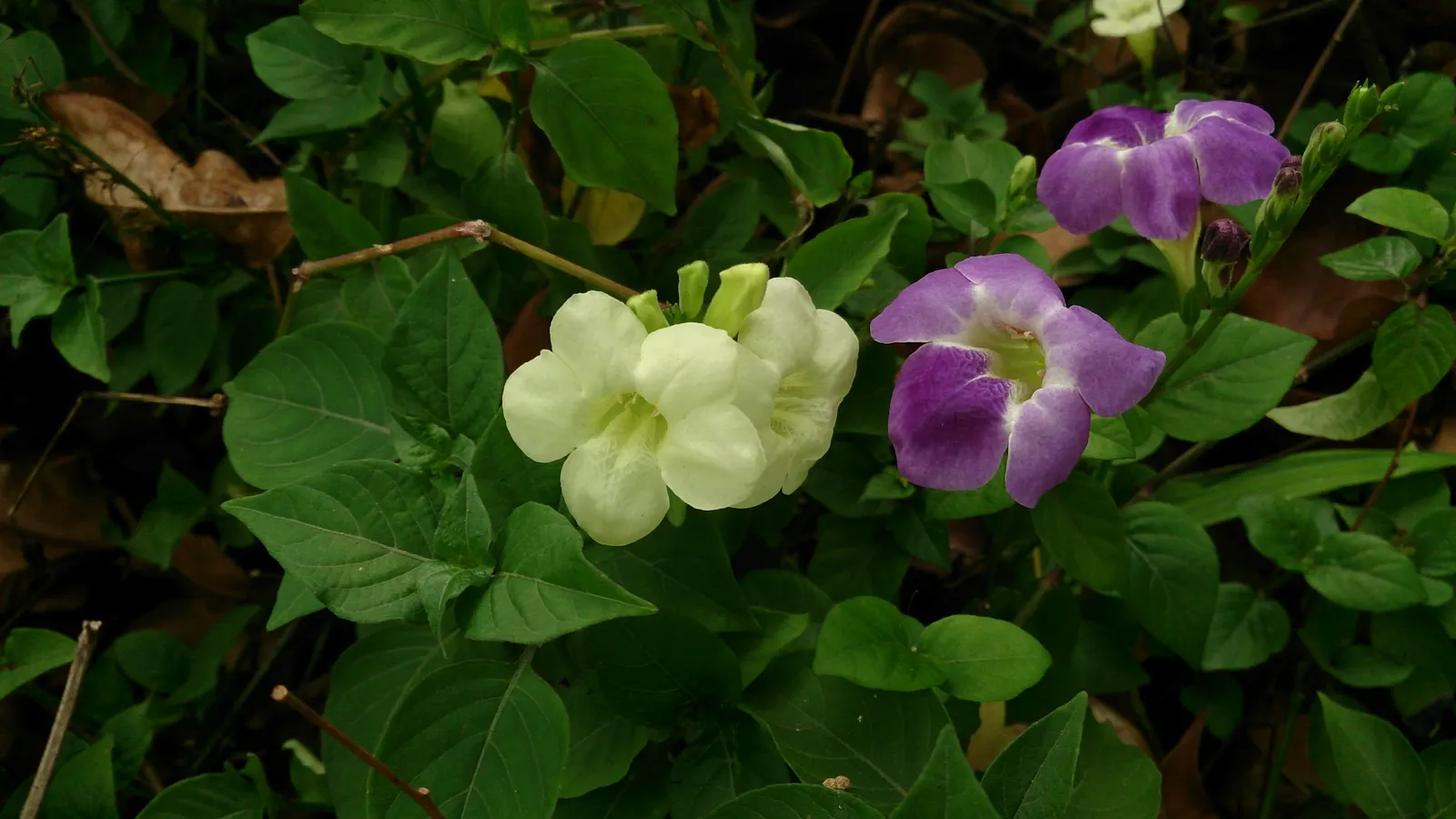 Chinese Foxglove (Rehmannia Elata) — scientifically termed Rehmannia elata