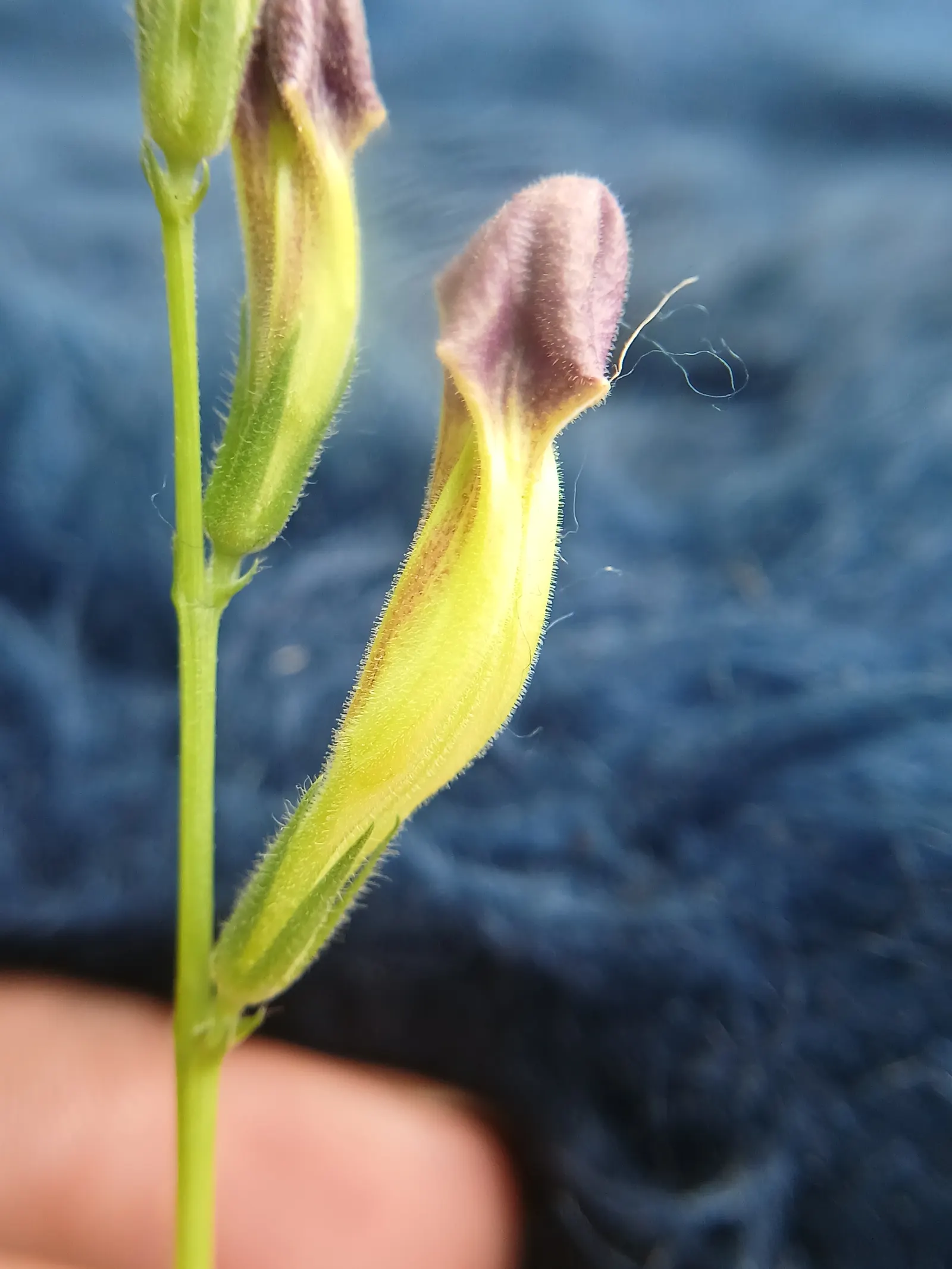 Chinese Foxglove (Rehmannia Elata) — bell-shaped blooms in a pink-purple hue; this plant can reach a towering height of 2 to 4 feet with a spread, image 50