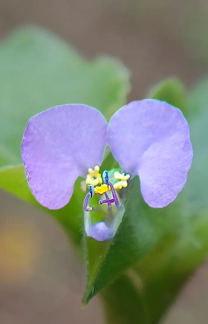 Chinese Foxglove (Rehmannia Elata) — perennial with multi-colored and pink blooms