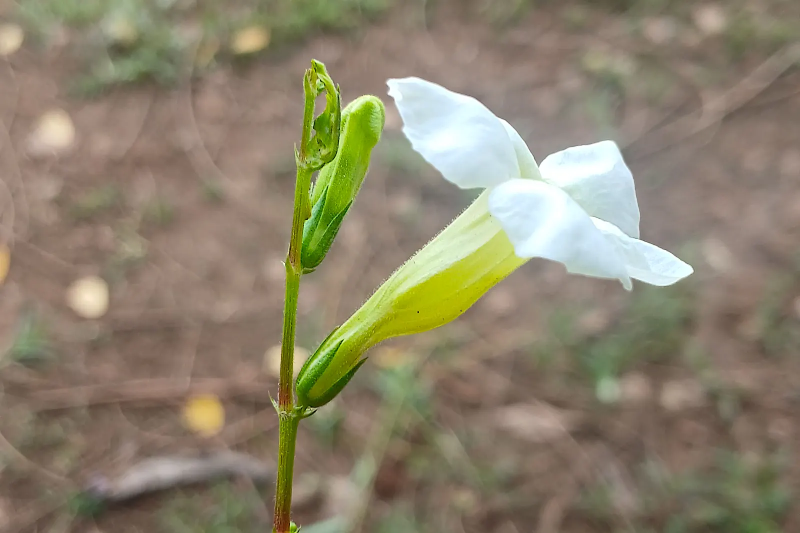 Chinese Foxglove (Rehmannia Elata) — accented with yellow throats