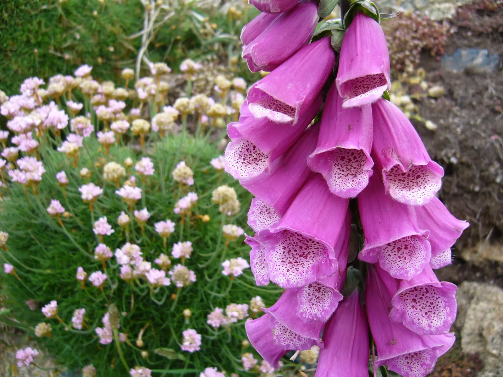 Chinese Foxglove (Rehmannia Elata) — though in hotter climates