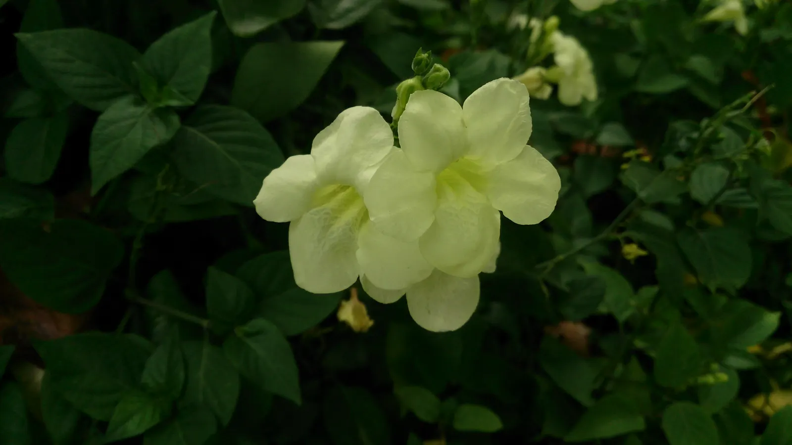 Chinese Foxglove (Rehmannia Elata) — multi-colored and pink flowers in the garden