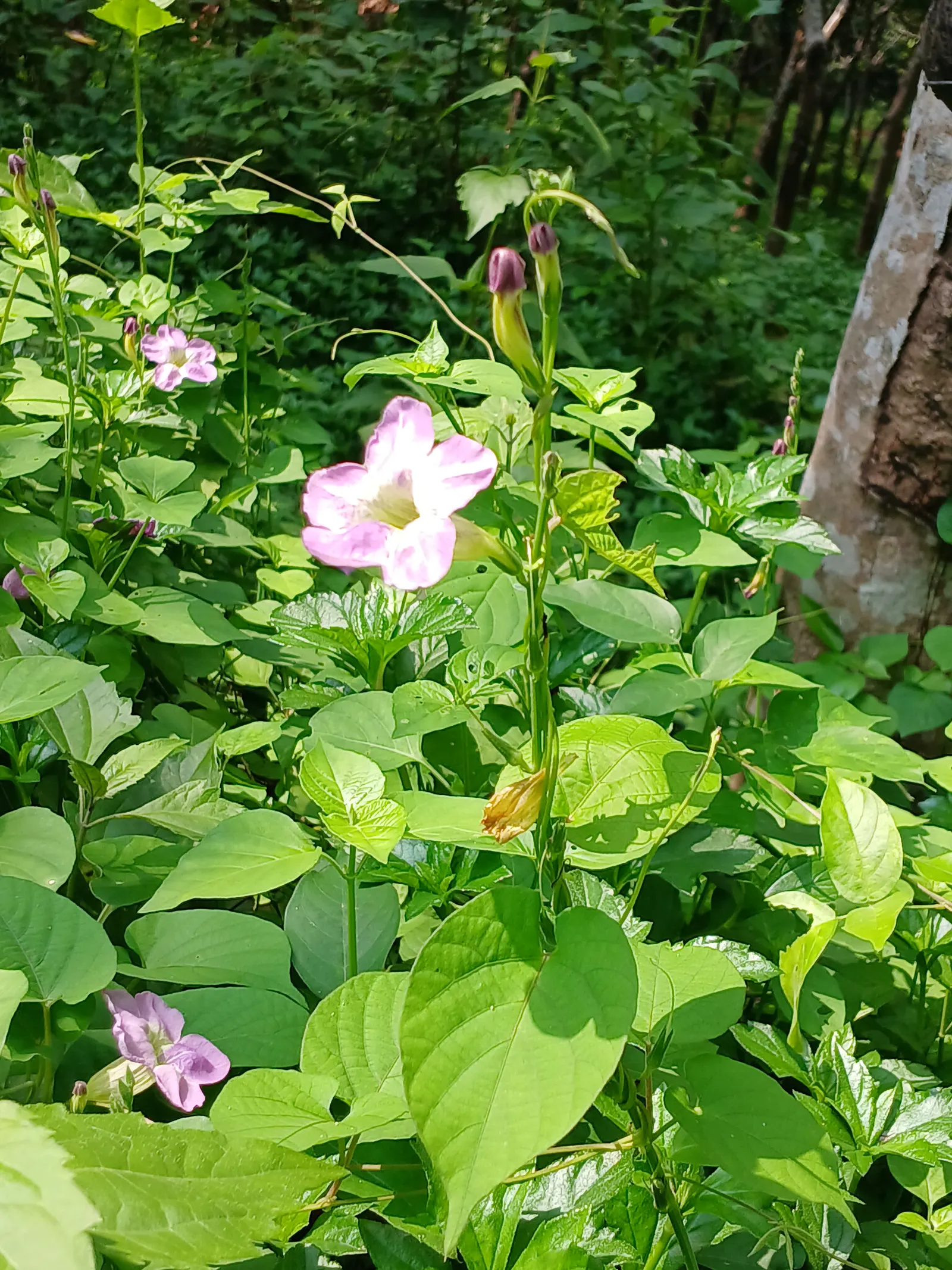 Chinese Foxglove (Rehmannia Elata) — Blooming in late spring to early summer, it adds a splash of color to borders and shade gardens; though in hotter climates